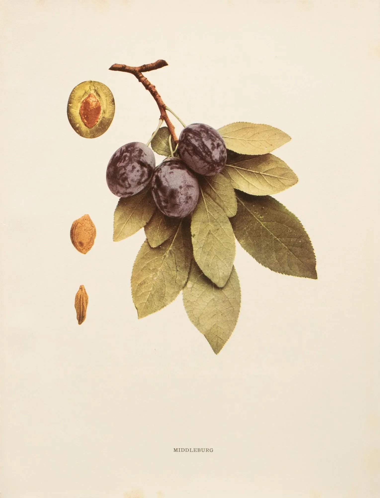 1900s U. P. Hedrick, Original Antique Photogravure of Middleburg Plums - 2