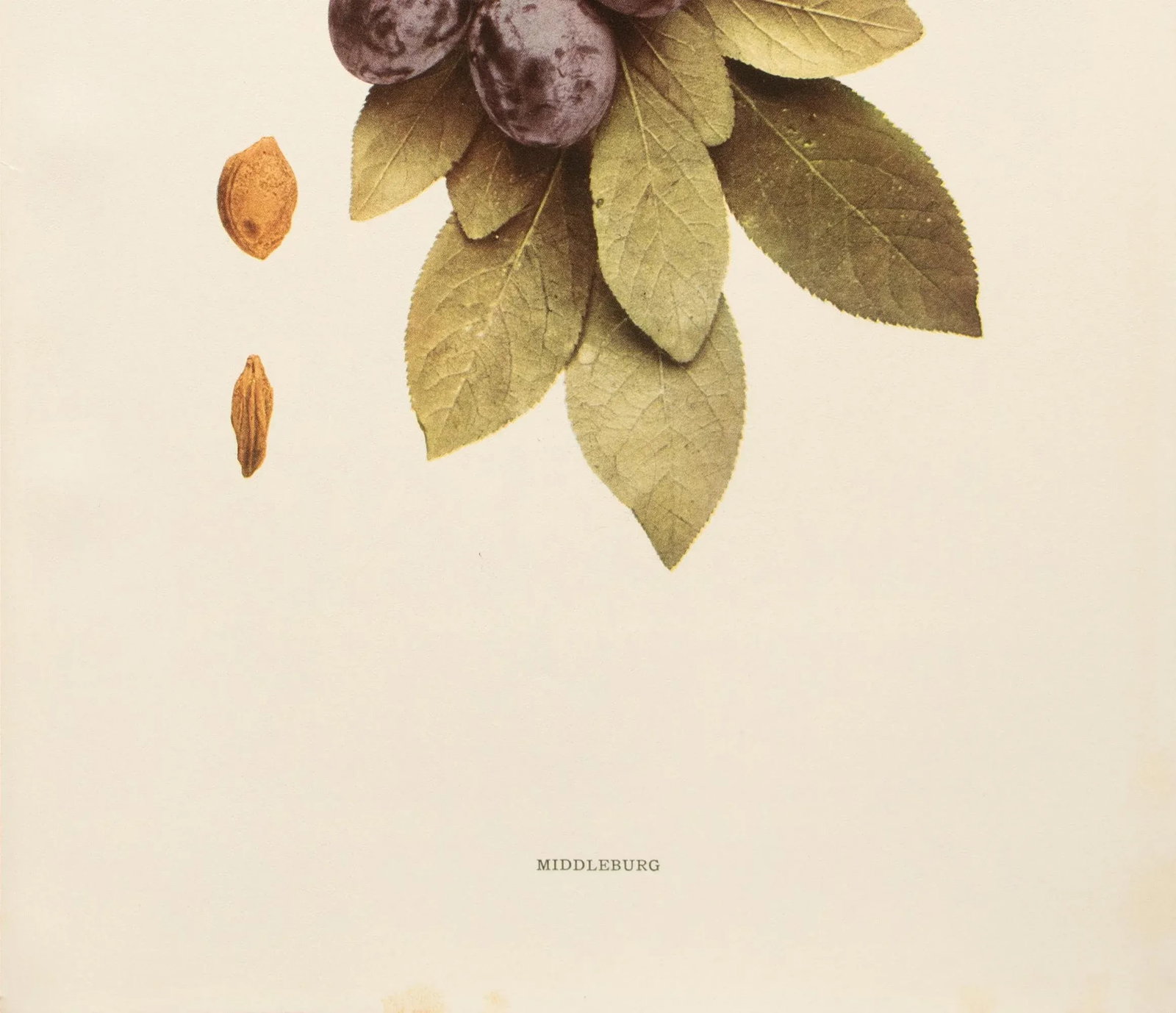 1900s U. P. Hedrick, Original Antique Photogravure of Middleburg Plums - 4