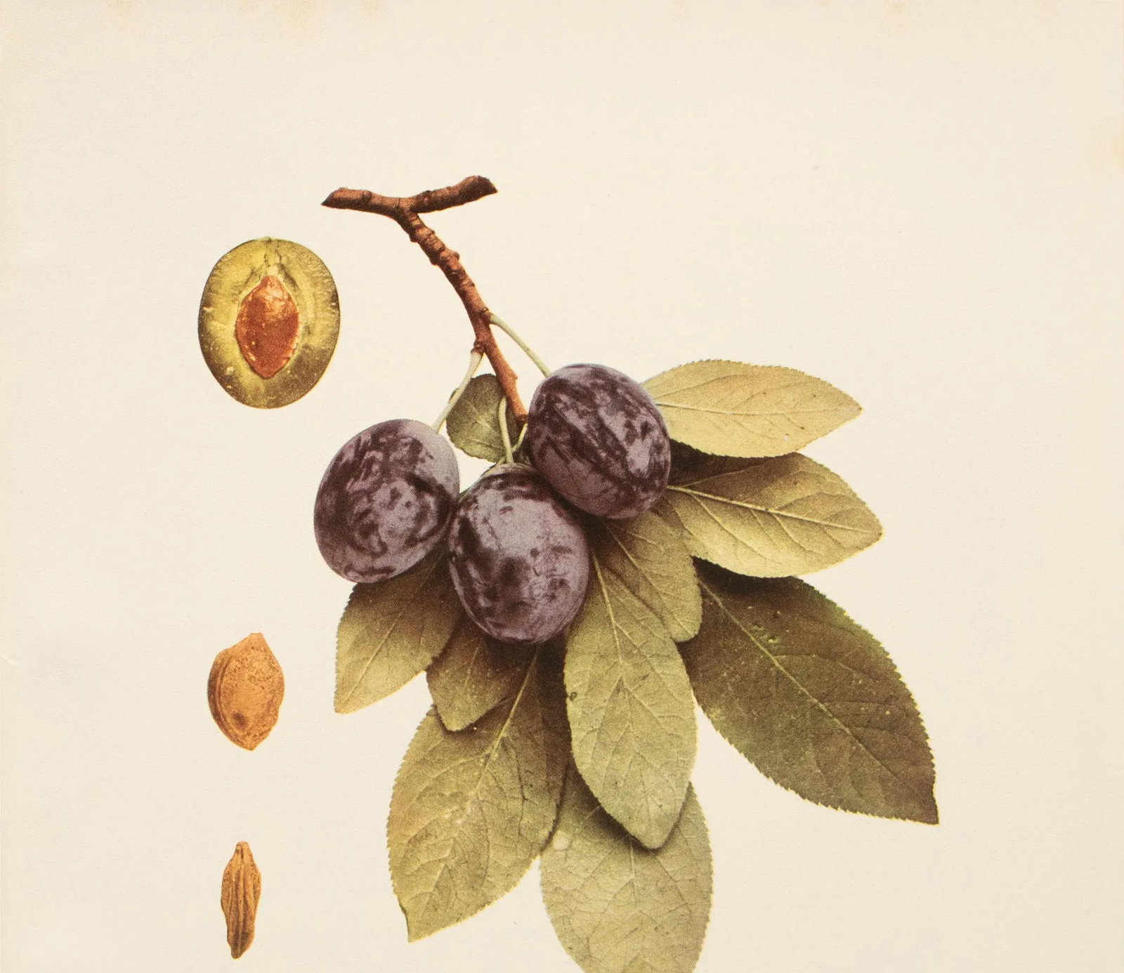 1900s U. P. Hedrick, Original Antique Photogravure of Middleburg Plums - 5