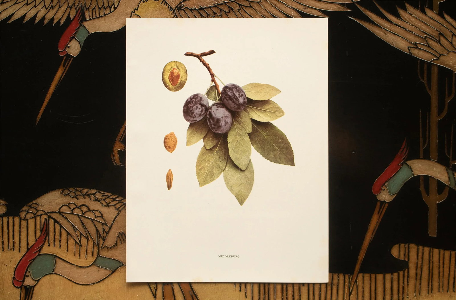 1900s U. P. Hedrick, Original Antique Photogravure of Middleburg Plums - 6