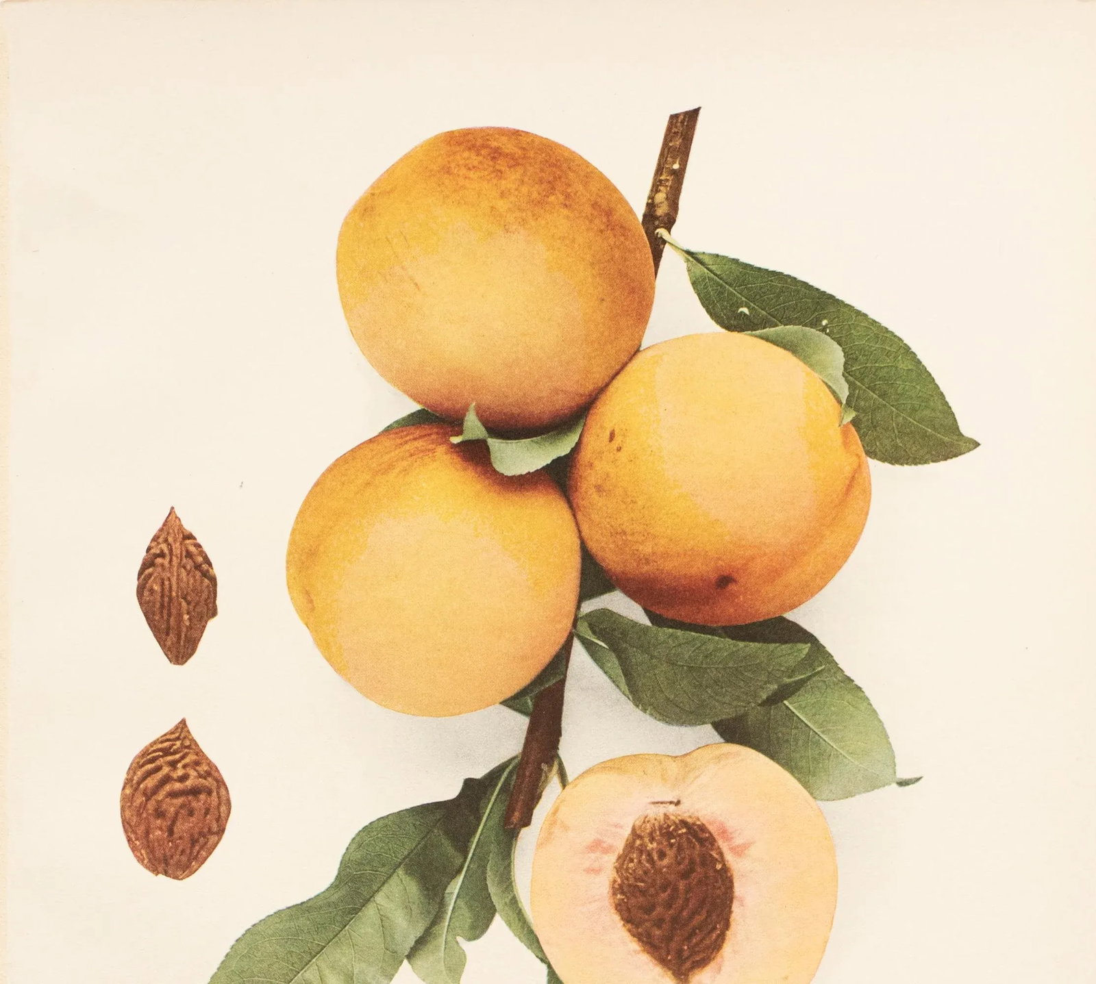 1900s U. P. Hedrick, Original Antique Photogravure of Kalamazoo Peaches - 3