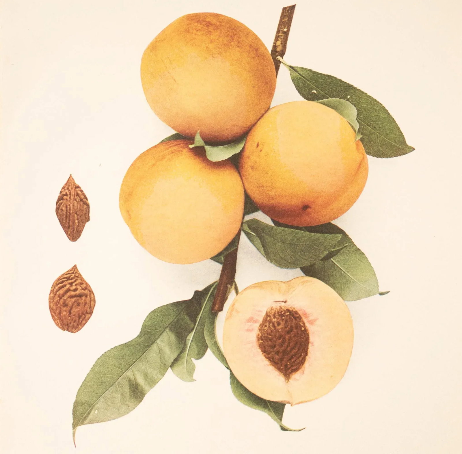 1900s U. P. Hedrick, Original Antique Photogravure of Kalamazoo Peaches - 5