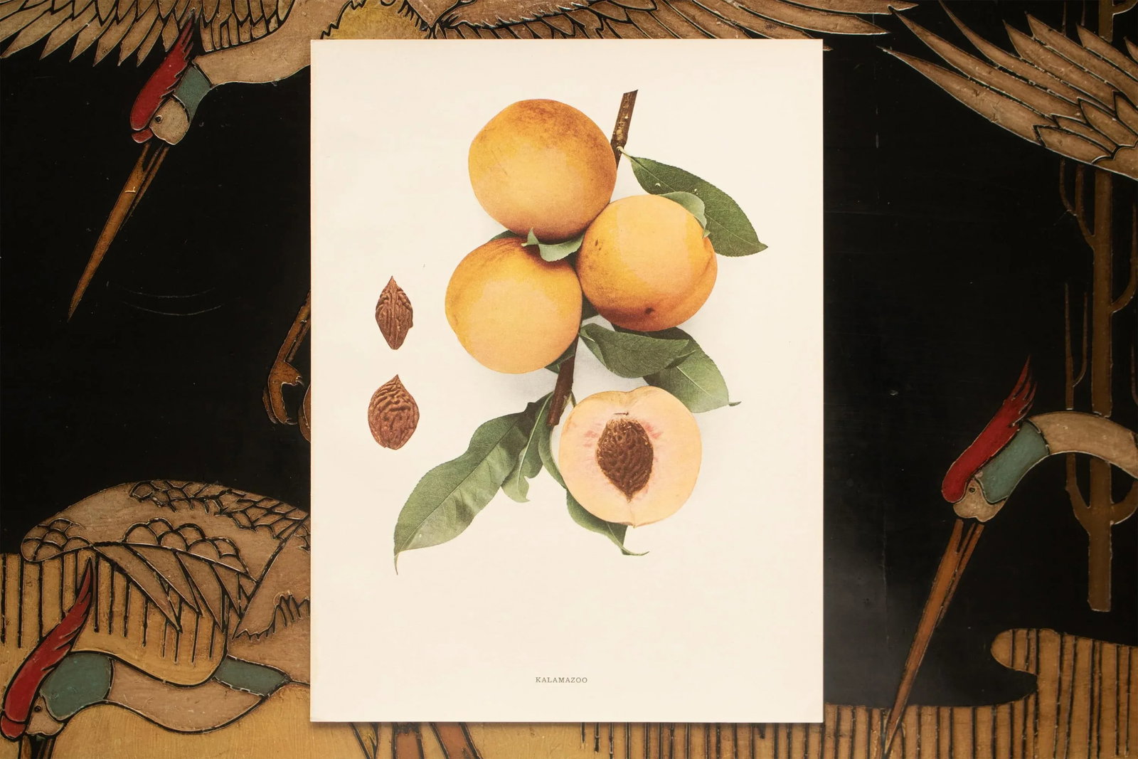 1900s U. P. Hedrick, Original Antique Photogravure of Kalamazoo Peaches - 6