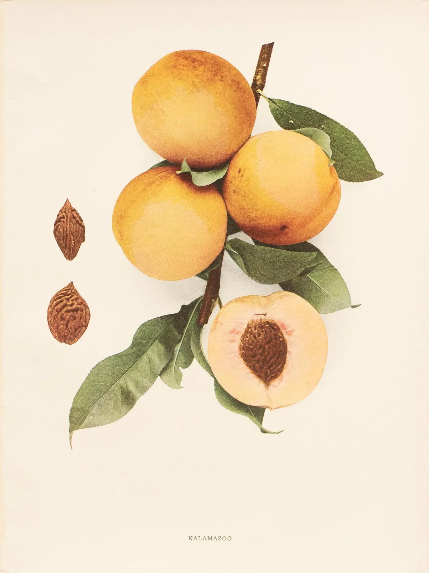 1900s U. P. Hedrick, Original Antique Photogravure of Kalamazoo Peaches - 7