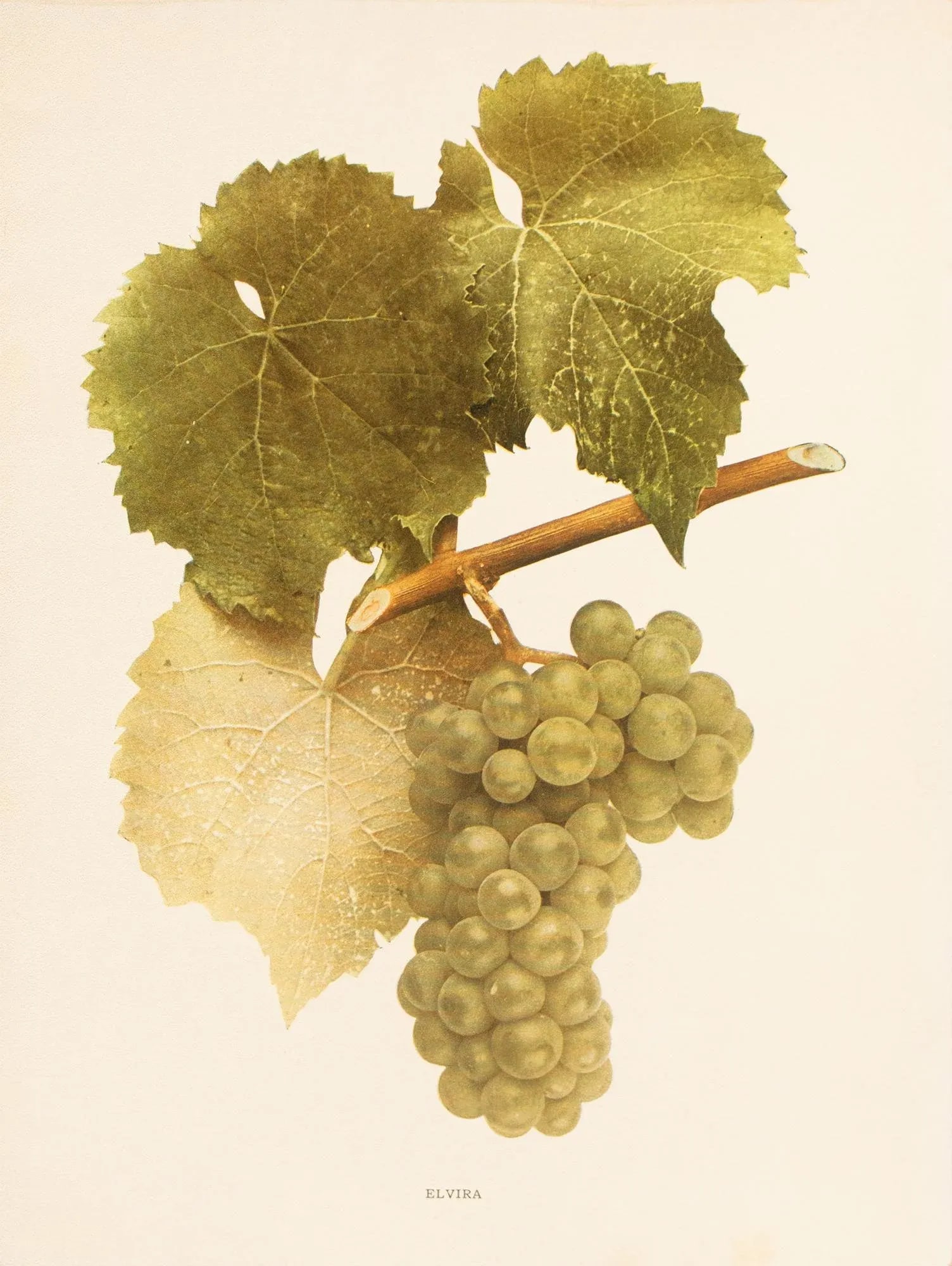 1900s U. P. Hedrick, Original Antique Photogravure of Elvira Grapes - 7
