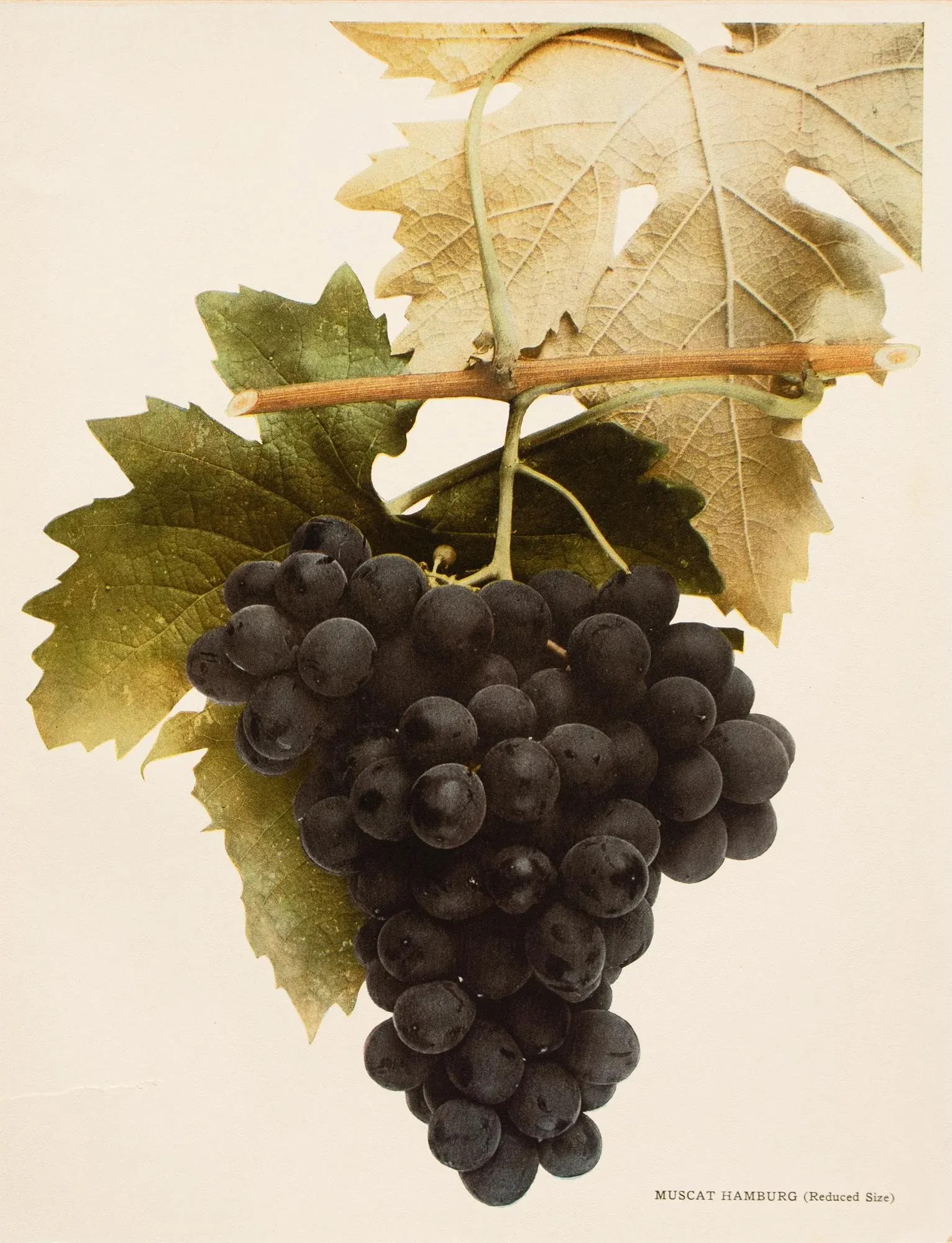 1900s U. P. Hedrick, Original Antique Photogravure of Muscat Hamburg Grapes - 2