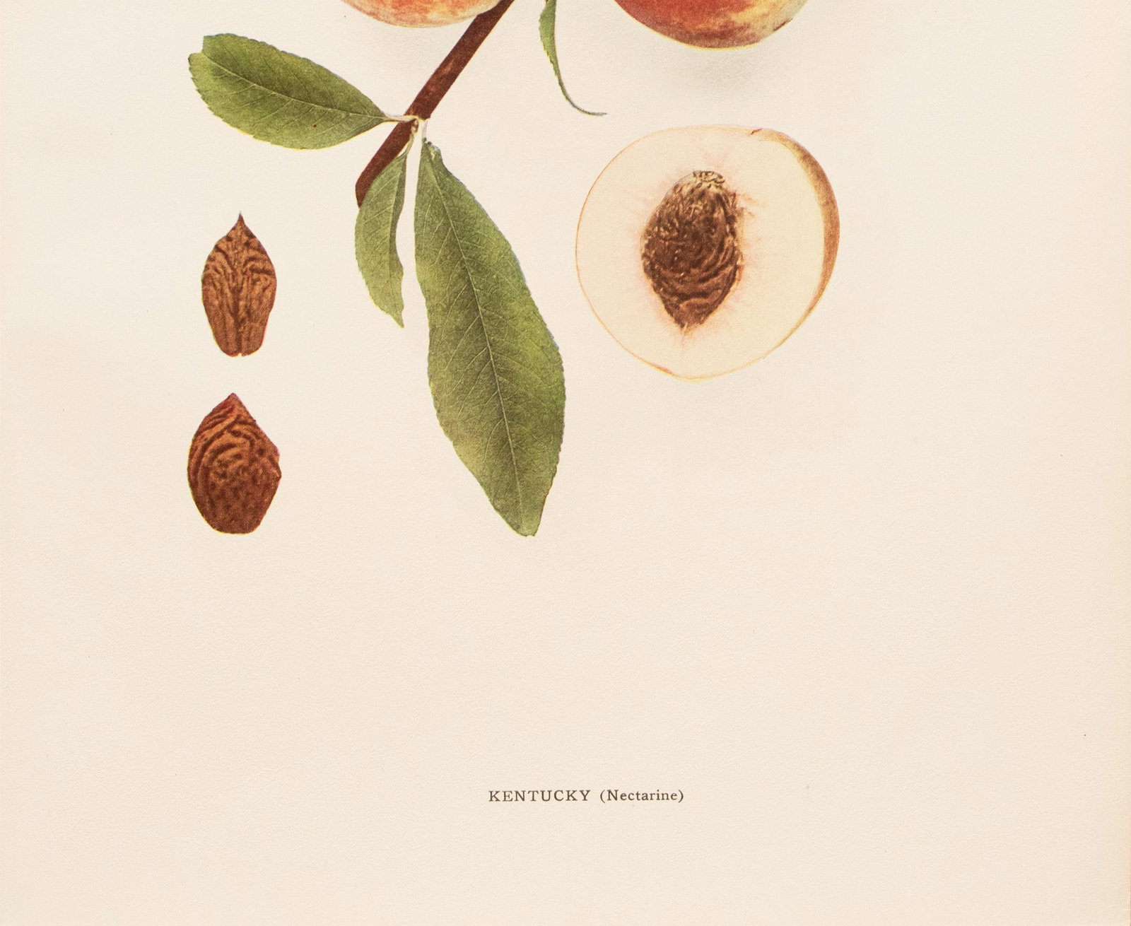 1900s U. P. Hedrick, Original Antique Photogravure of Kentucky (Nectarine) Peaches - 4