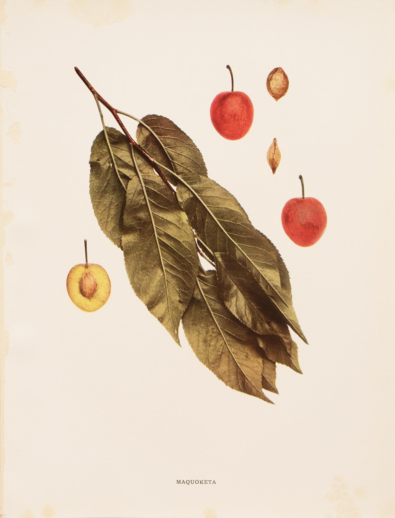 1900s U. P. Hedrick, Original Antique Photogravure of Maquoketa Plums - 7