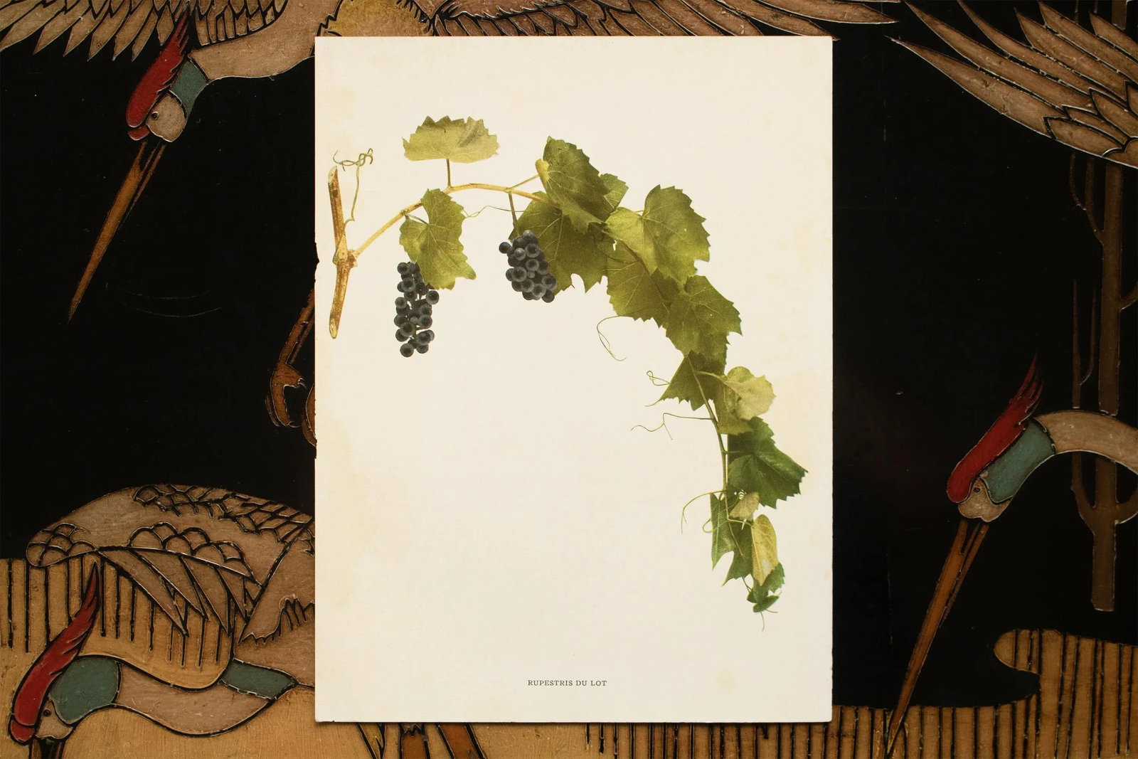 1900s U. P. Hedrick, Original Antique Photogravure of Rupestris Du Lot Grapes - 6
