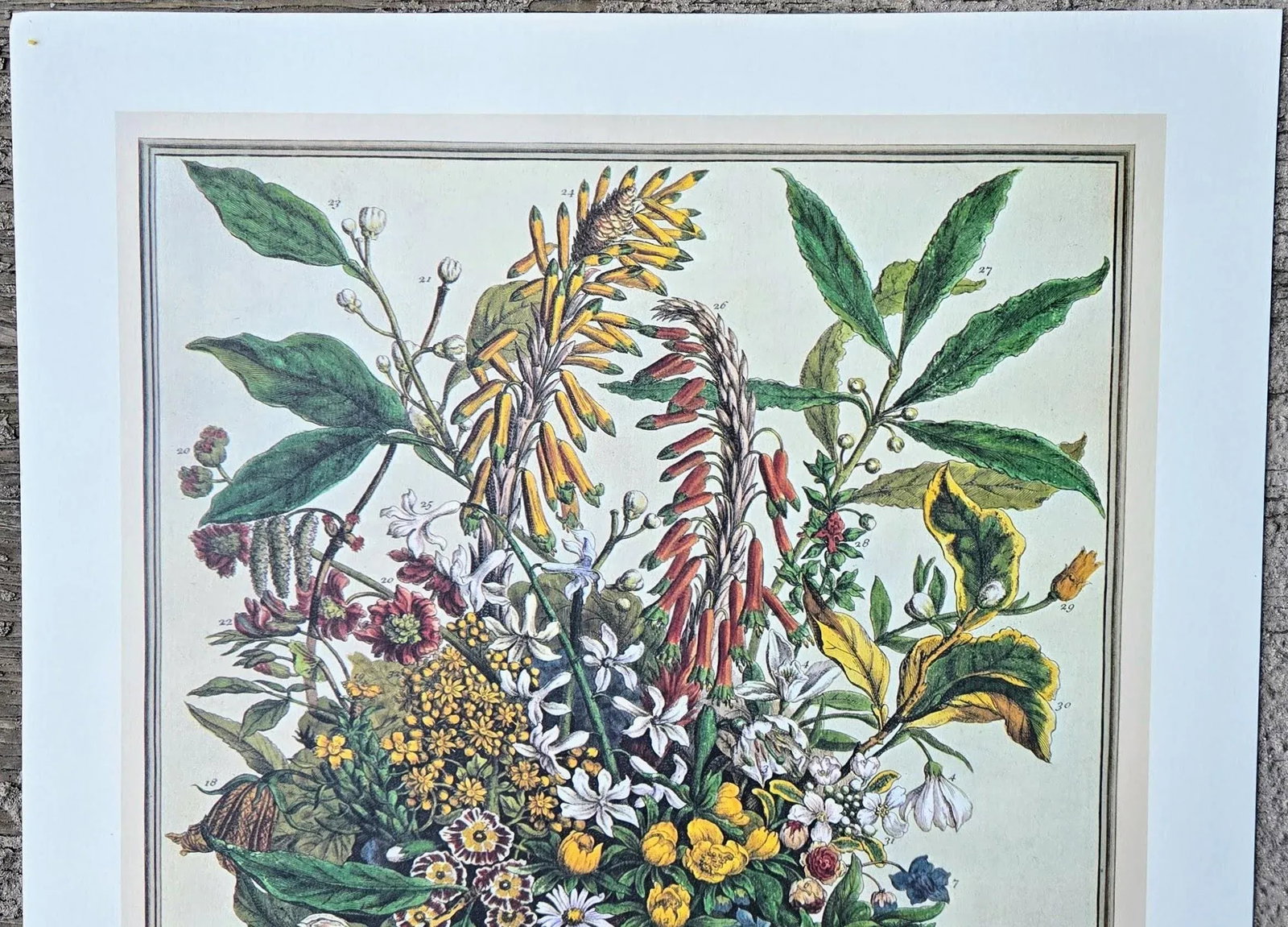 1980s Vintage Robert Furber January Botanical From "Twelve Months of Flowers" Pierpont Morgan Libr - 3