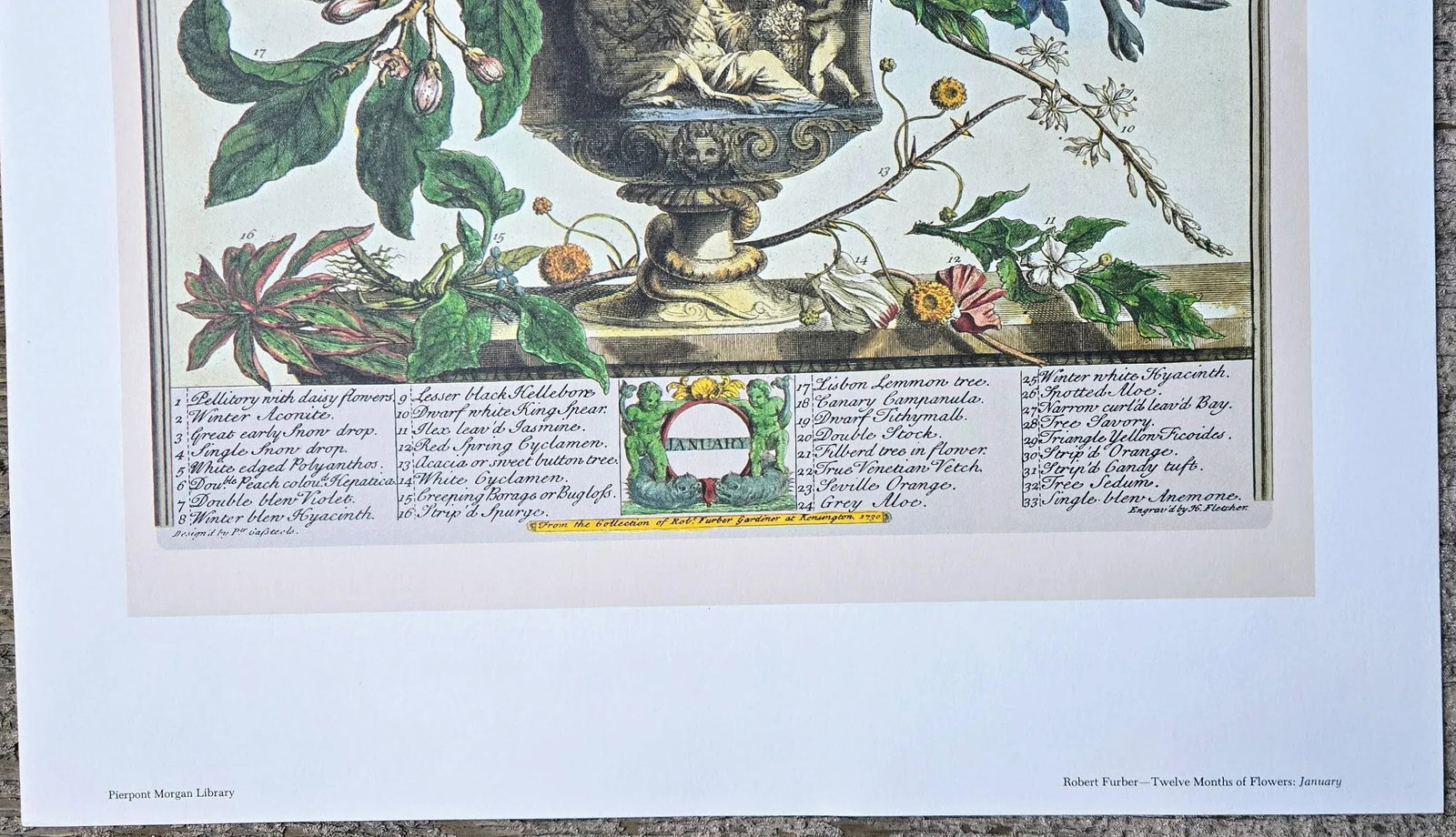 1980s Vintage Robert Furber January Botanical From "Twelve Months of Flowers" Pierpont Morgan Libr - 4