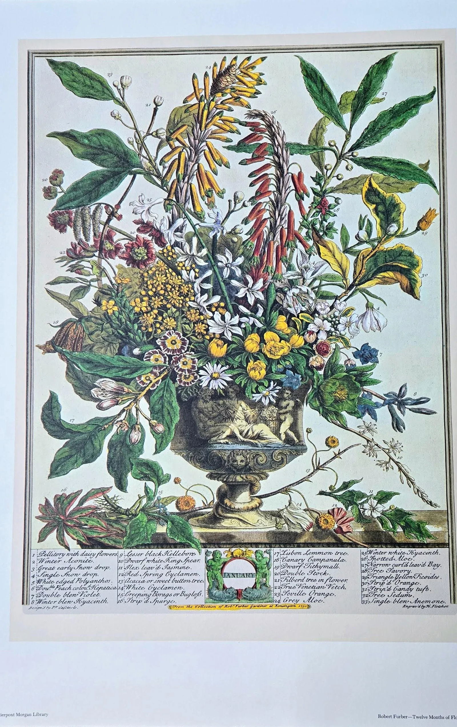 1980s Vintage Robert Furber January Botanical From "Twelve Months of Flowers" Pierpont Morgan Libr - 7