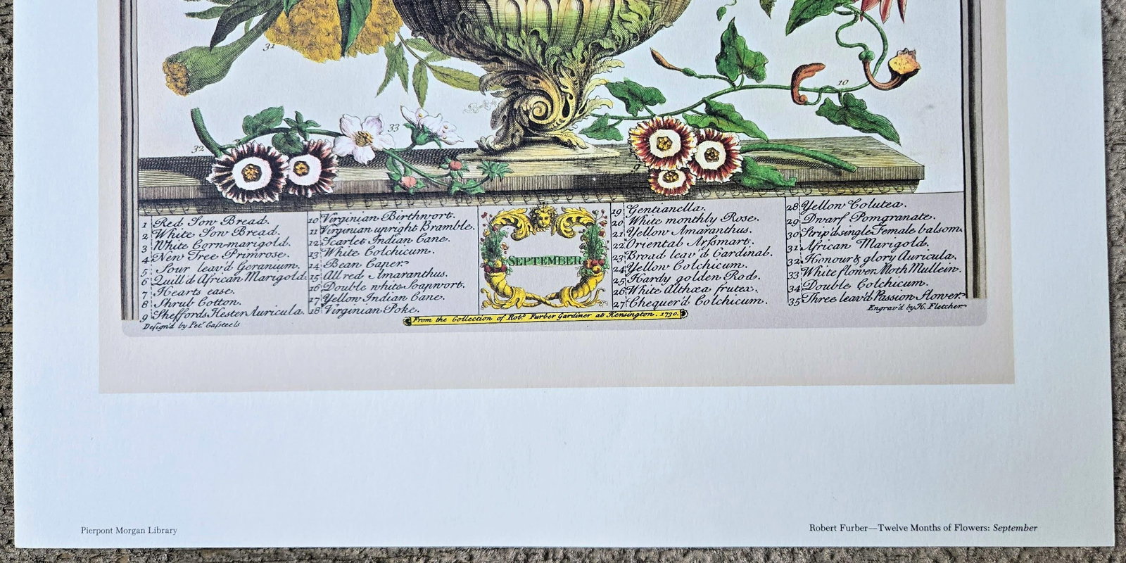 1980s Vintage Robert Furber September Botanical From "Twelve Months of Flowers" Pierpont Morgan Li - 5