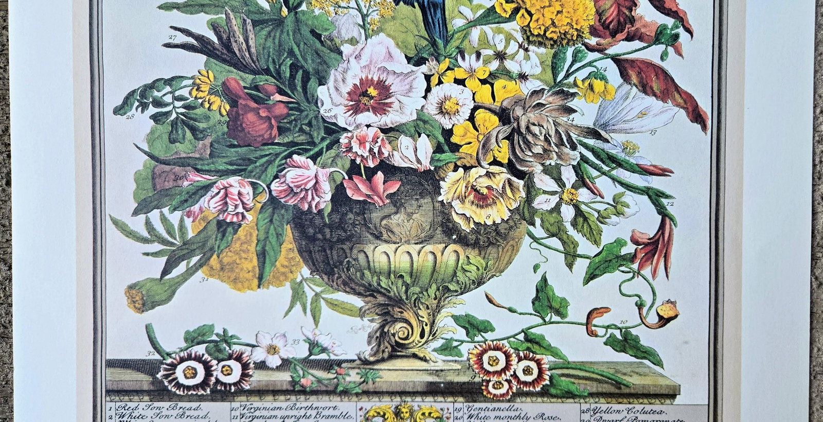 1980s Vintage Robert Furber September Botanical From "Twelve Months of Flowers" Pierpont Morgan Li - 6
