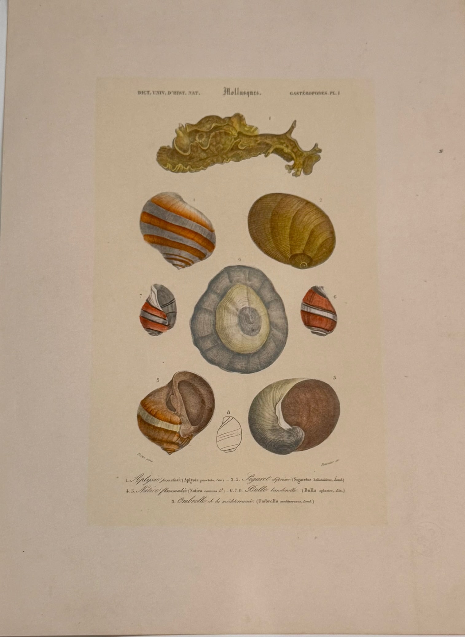 Set of Three 19th Century French Hand Colored Mollusk Engravings Dictionnaire Universel D'Histoire - 2