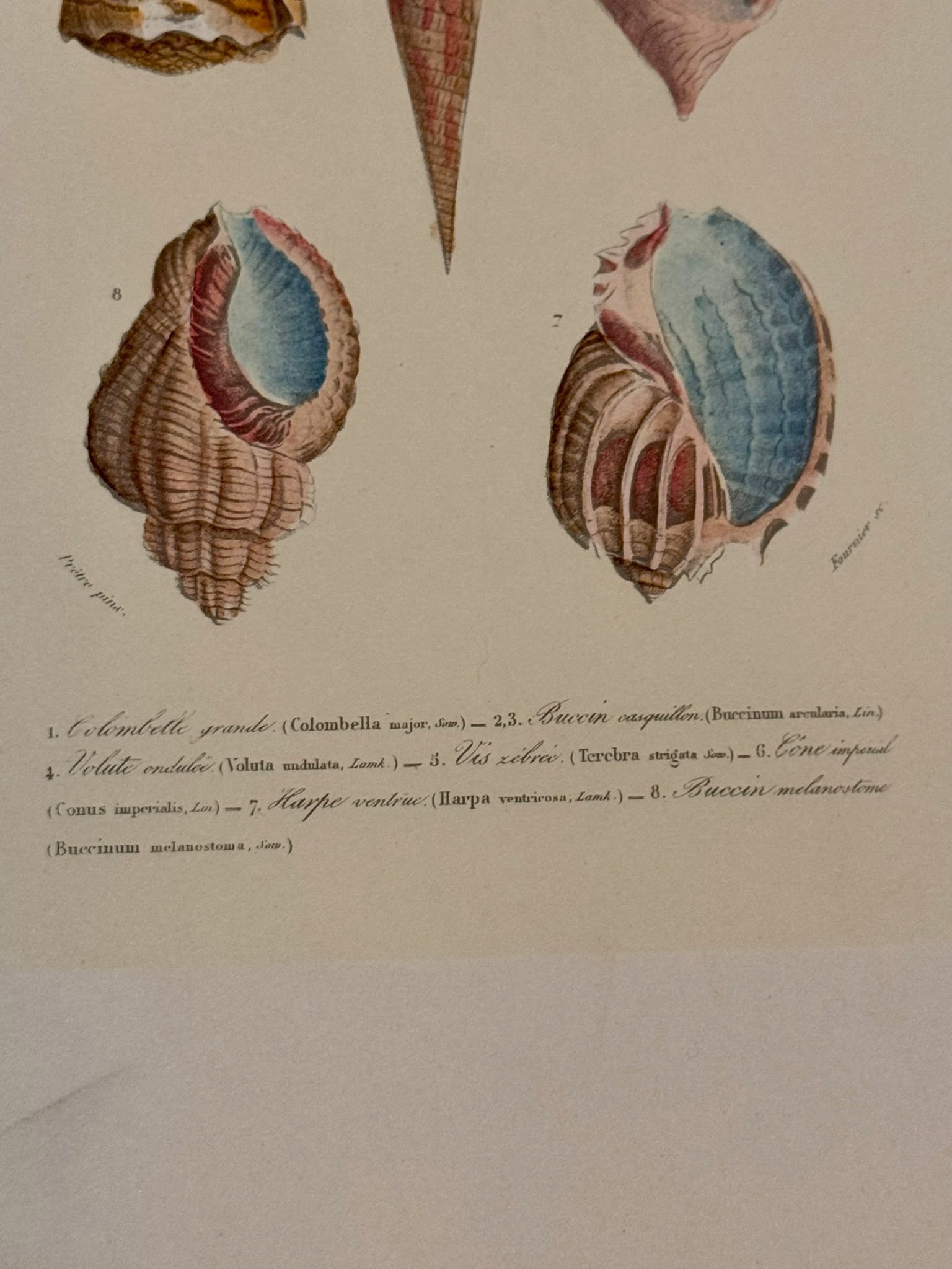 Set of Three 19th Century French Hand Colored Mollusk Engravings Dictionnaire Universel D'Histoire - 7