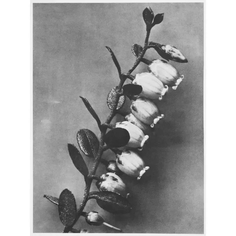 1935 Karl Blossfeldt Photogravure N89-90 - 4