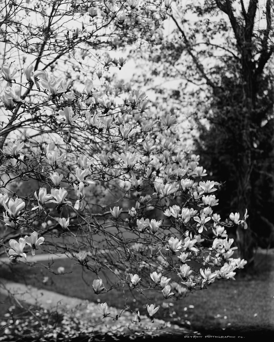 1900, MAGNOLIAS: Title: 1900, MAGNOLIAS Artist/Source: DETROIT PHOTOGRAPHIC COMPANY Original Date: 1900 Dimensions: 10 x 8 Description: || UNITED STATES SHIPPING ONLY! || This lot is a Dye Based Photolithograph and