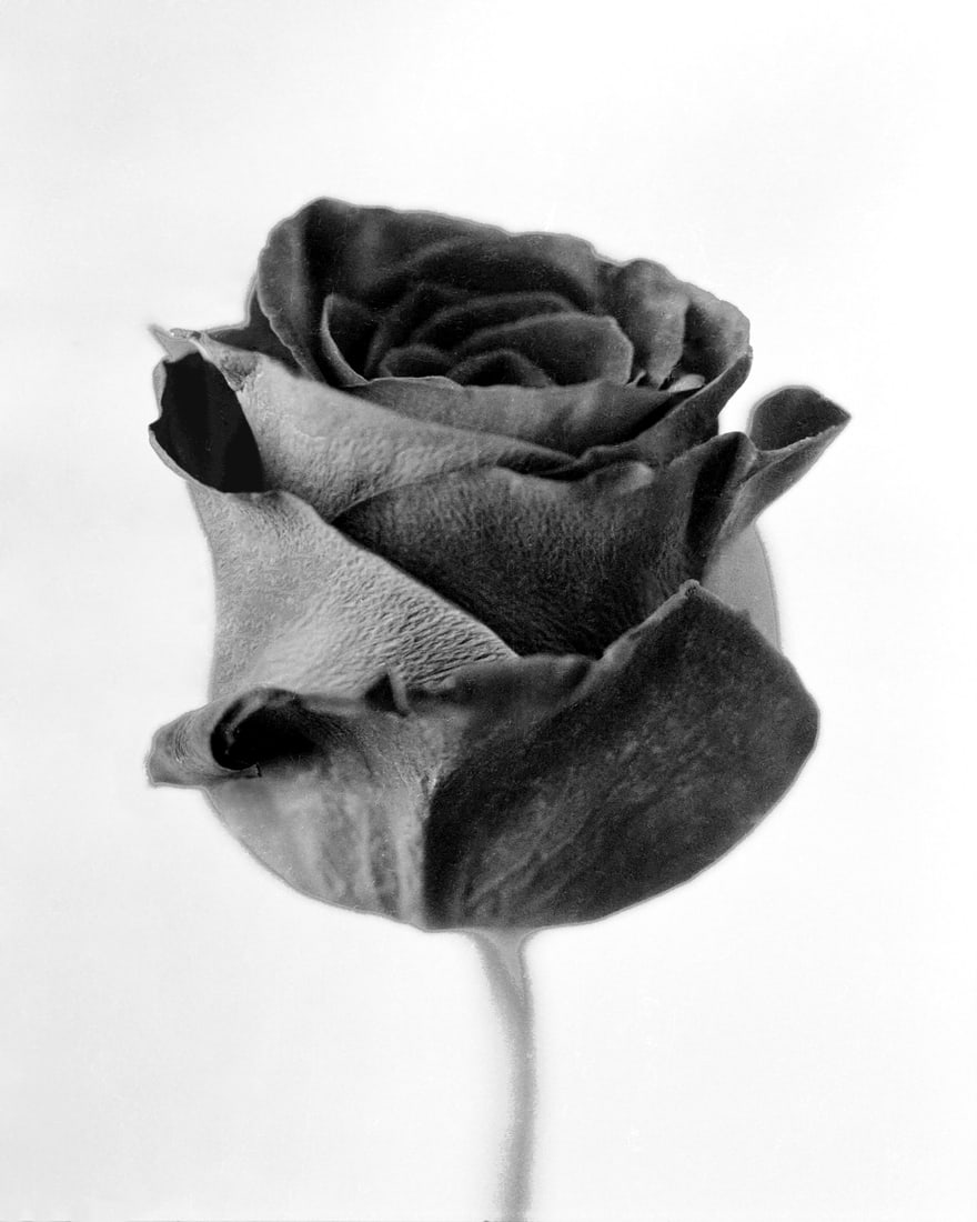 2008, 35mm 'BLACK BACARRA ROSE'; HOLLAND: Title: 2008, 35mm 'BLACK BACARRA ROSE'; HOLLAND Artist/Source: UNIDENTIFIED Original Date: 2008 Dimensions: 10x8 Description: || UNITED STATES SHIPPING ONLY! || This lot is a Dye Based Photolithograph