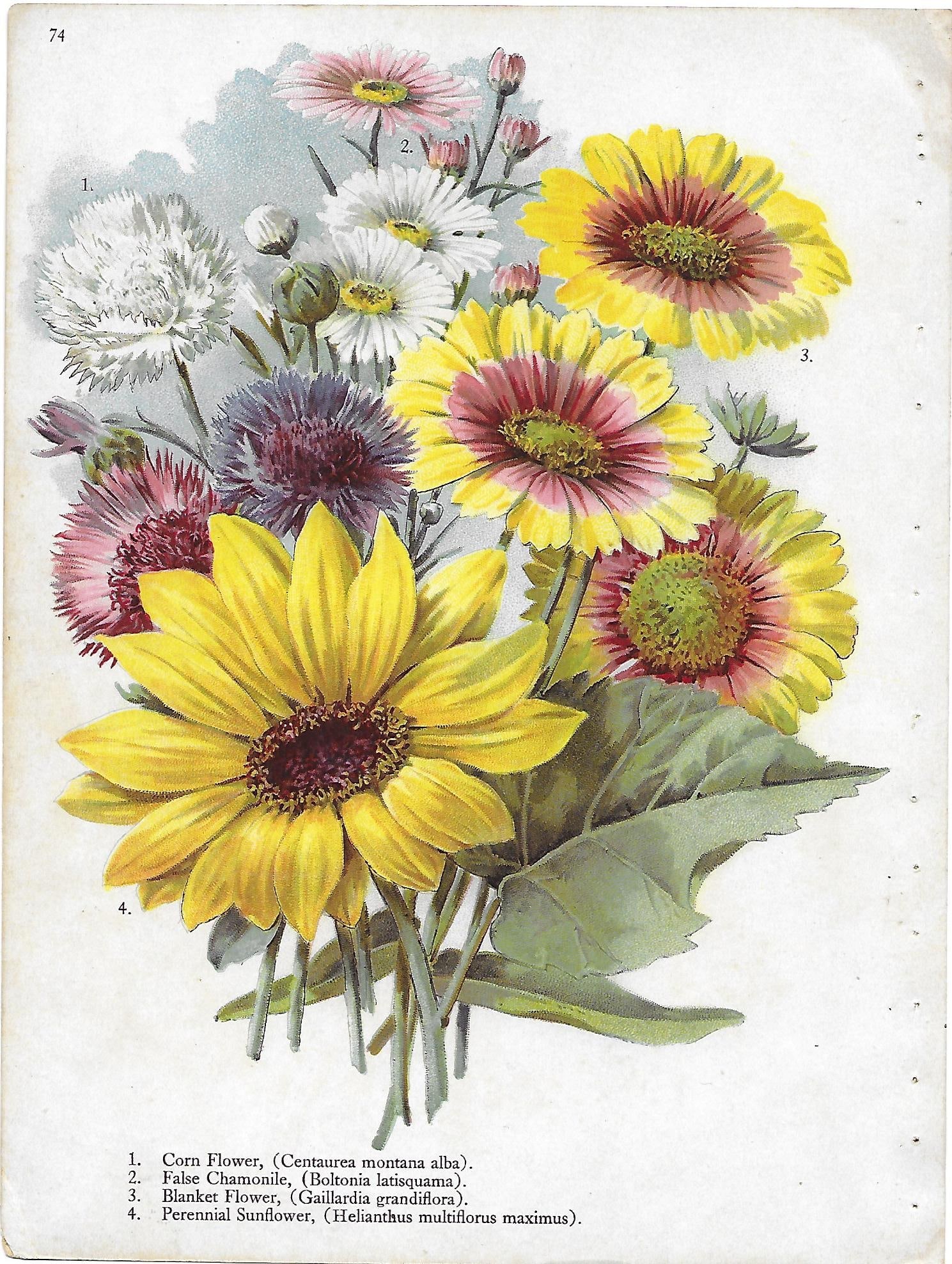 Cornflower, sunfl;ower, etc - antique botanical print (1 of 1)