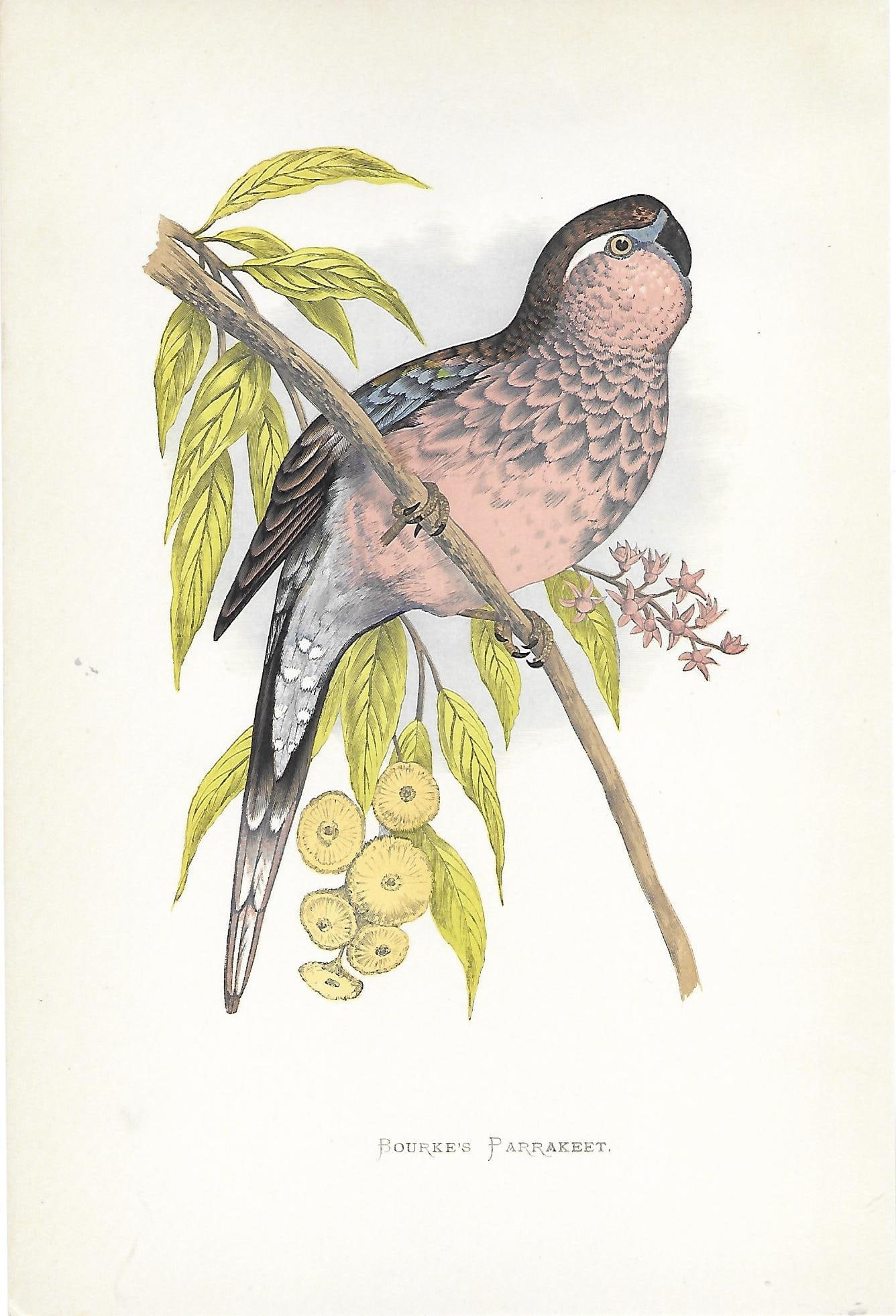 Bourke's Parakeet - antique birdf print (1 of 1)