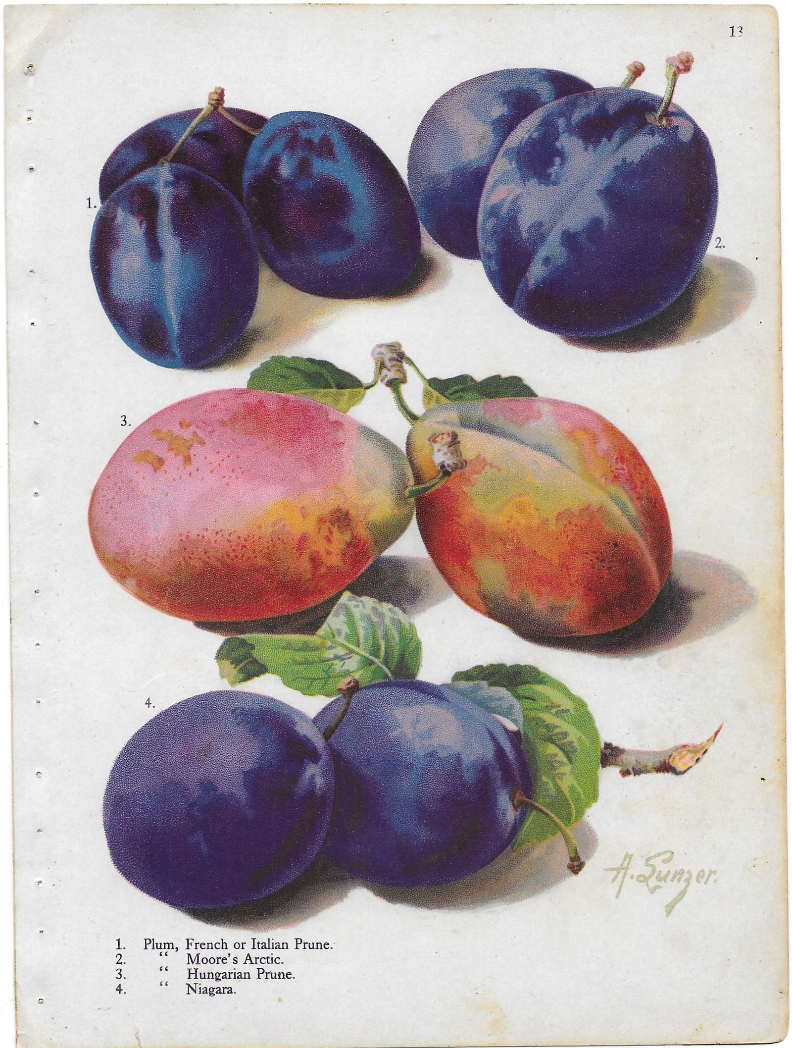 Plums - four varieties - antique botanical print (1 of 1)