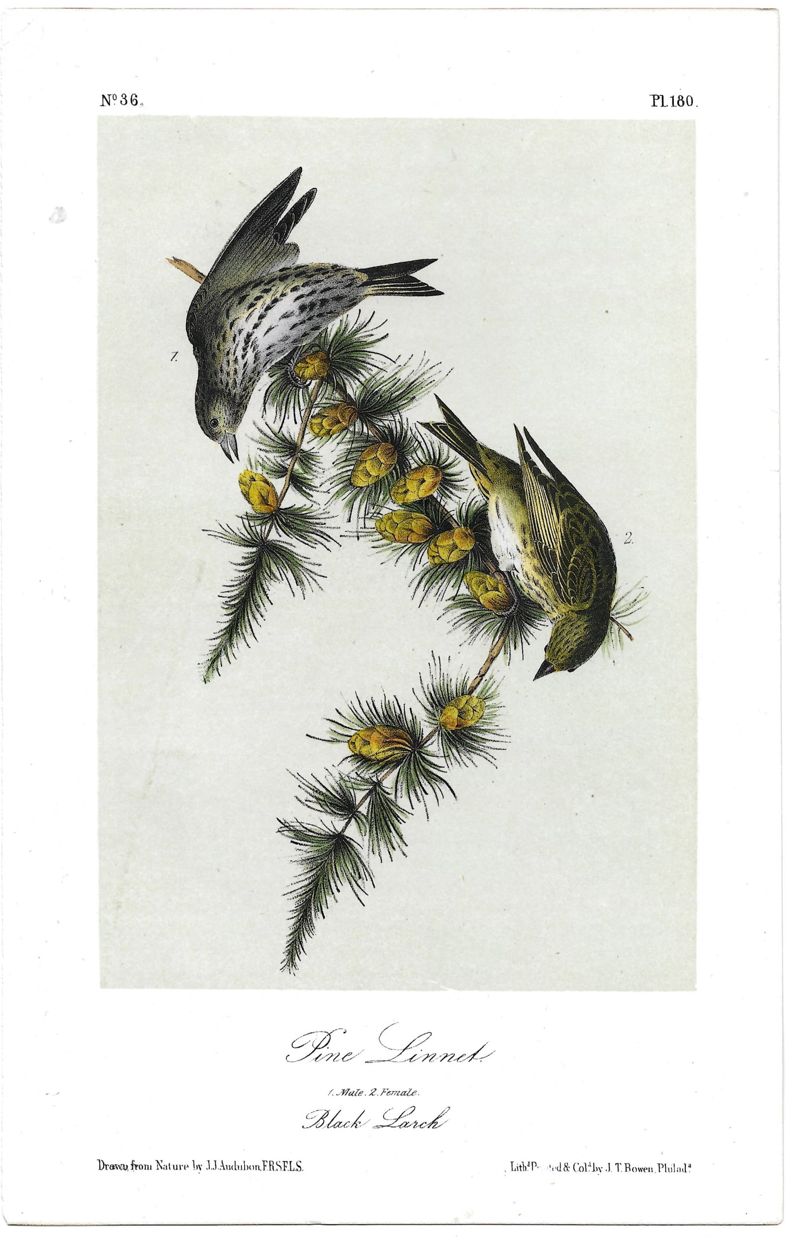Pine Linnet - original Audubon print (1 of 1)