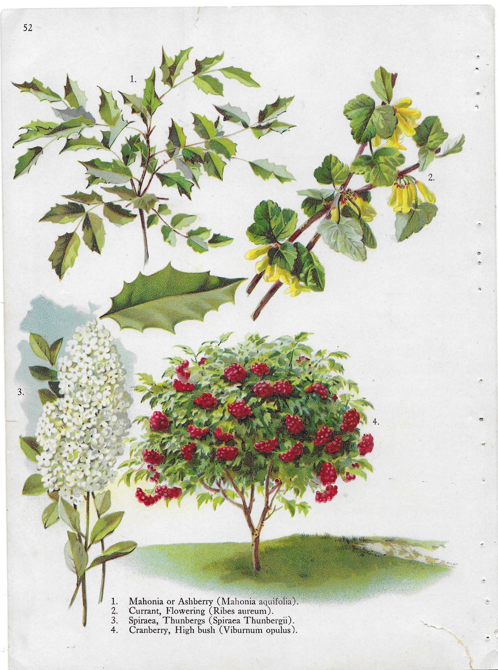 Ashberry, Currant, Spiraea, Cranberry - antique llandscaping print (1 of 1)