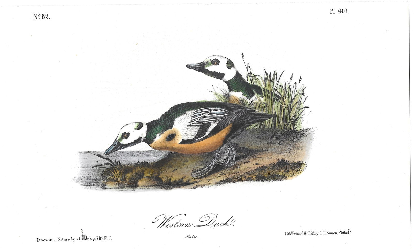 Western Duck - original Audubon print (1 of 1)