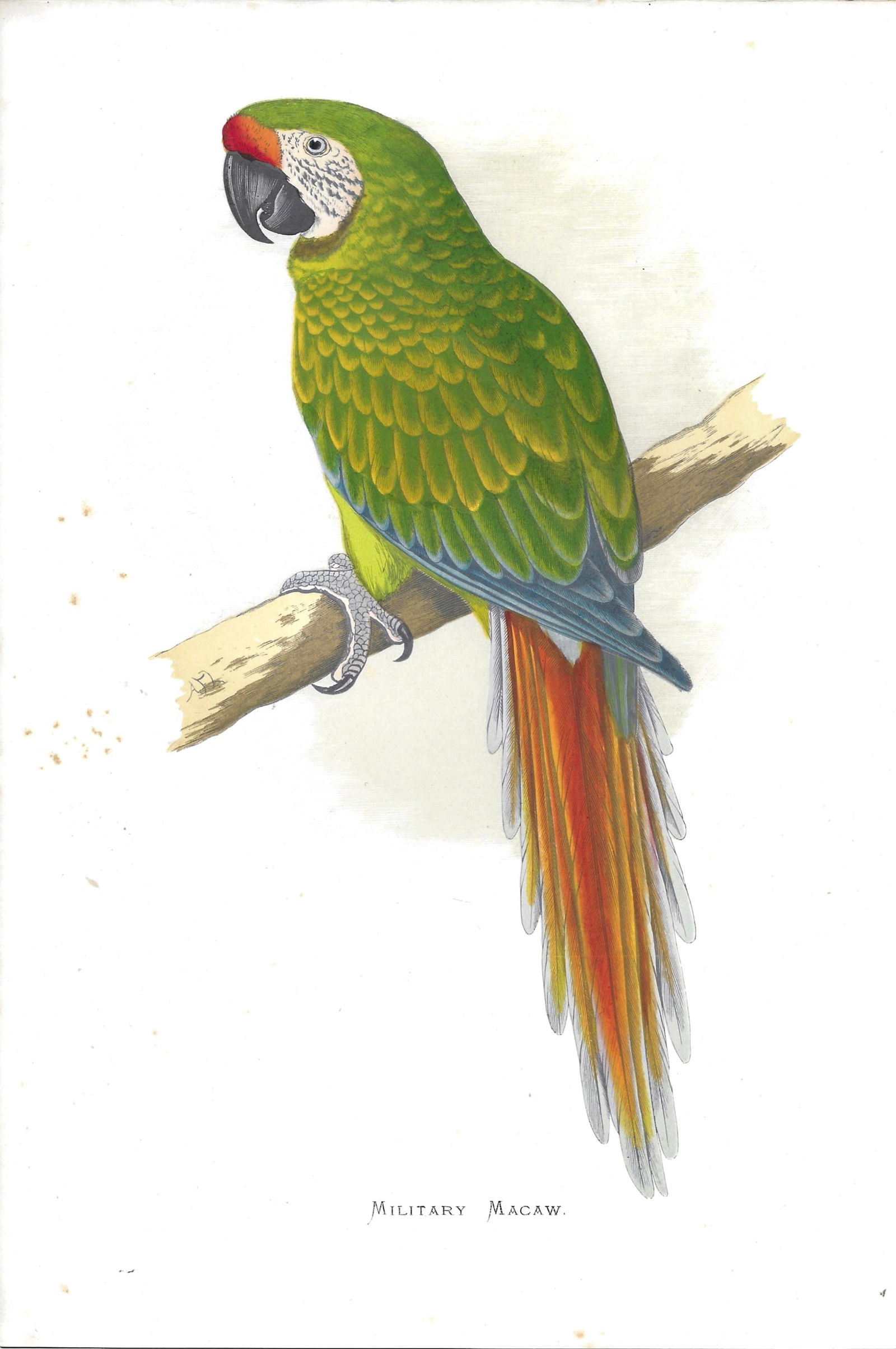Military Macaw - antiquebird print (1 of 1)
