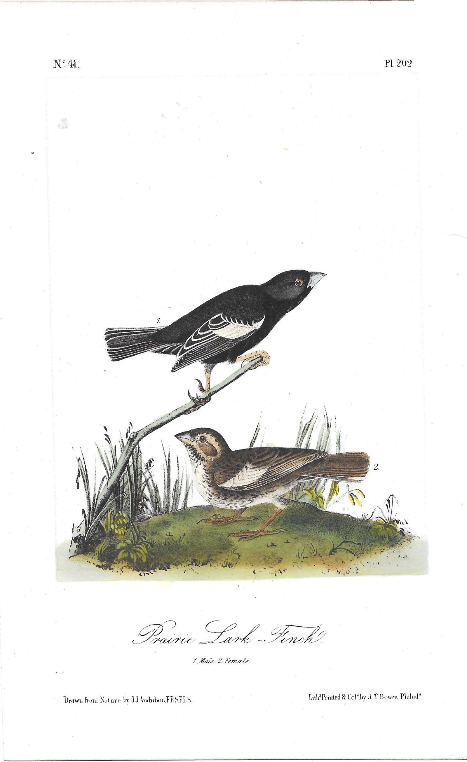 Prairie Lark Finch - original Audubon print (1 of 1)