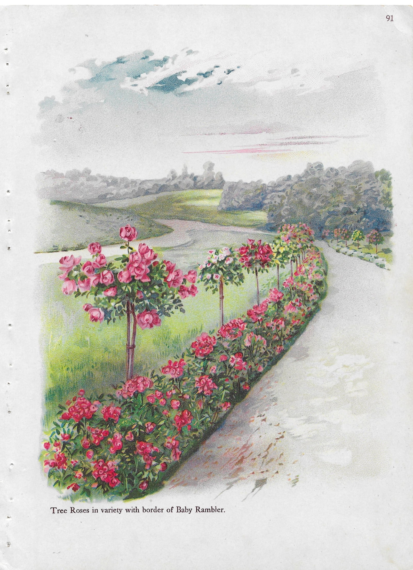 Tree Roses and Rambler - antique landscaping print (1 of 1)