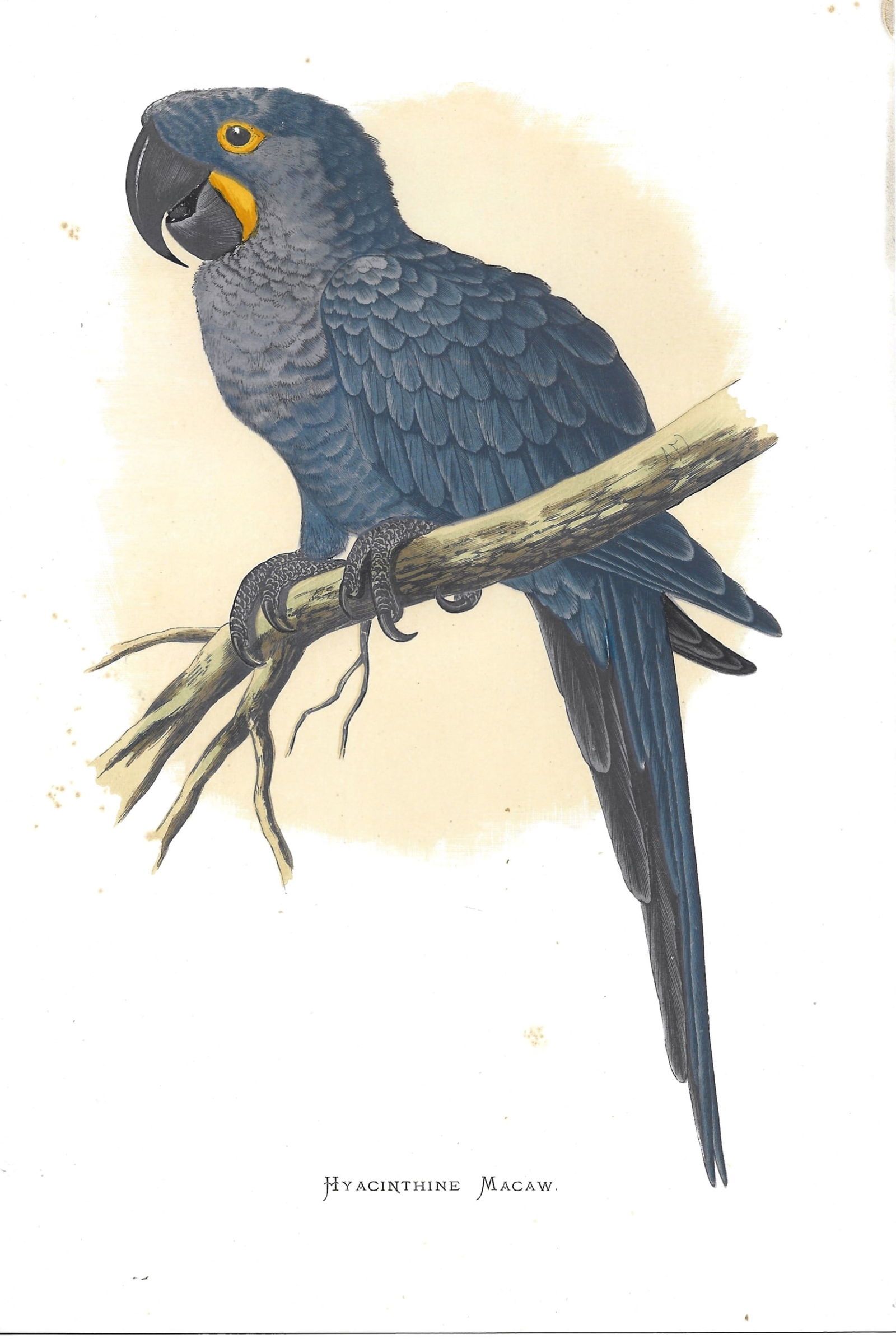 Hyacinth Macaw - antique bird print (1 of 1)