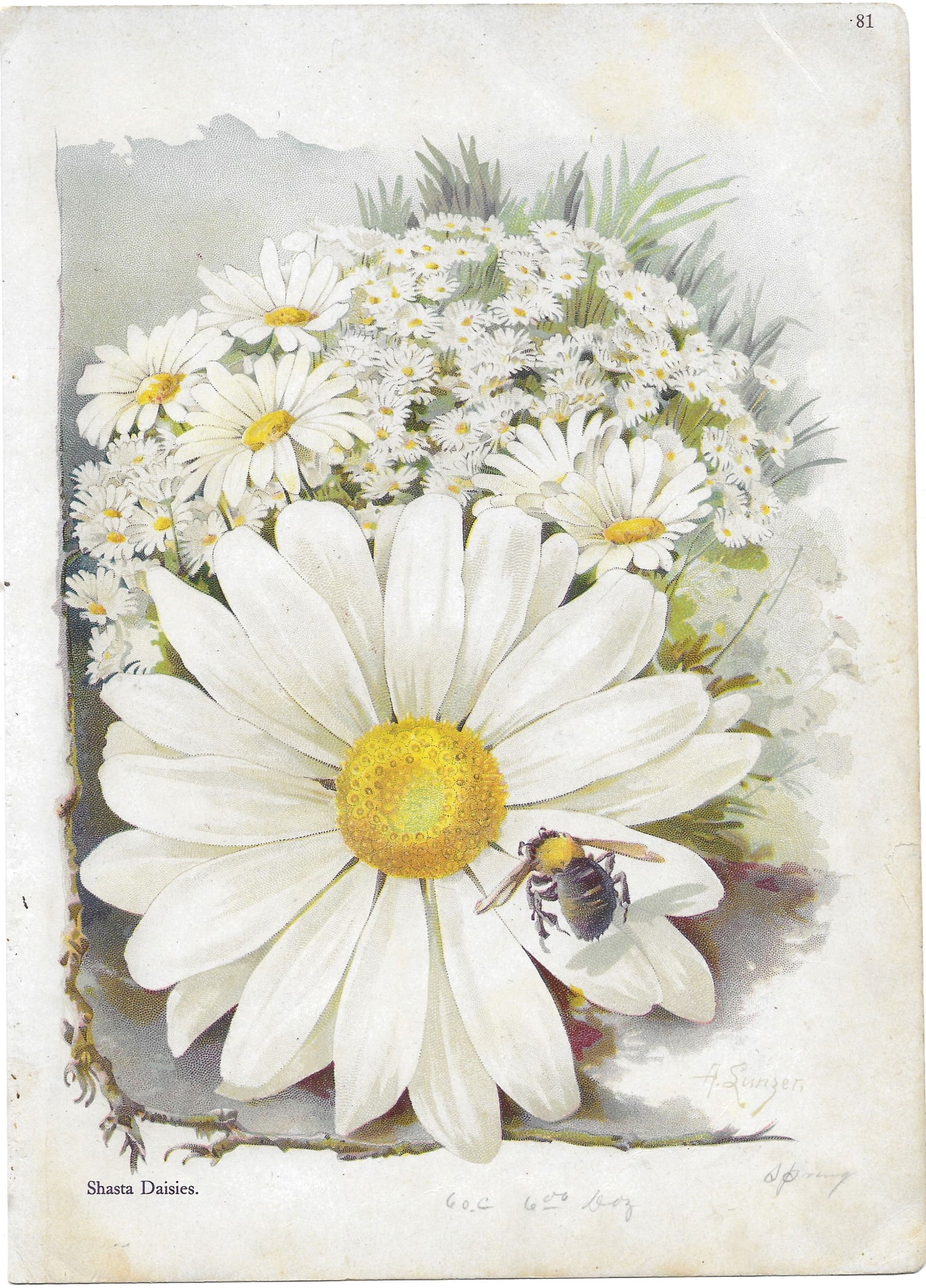 Shasta Daisy - antique botanical print (1 of 1)