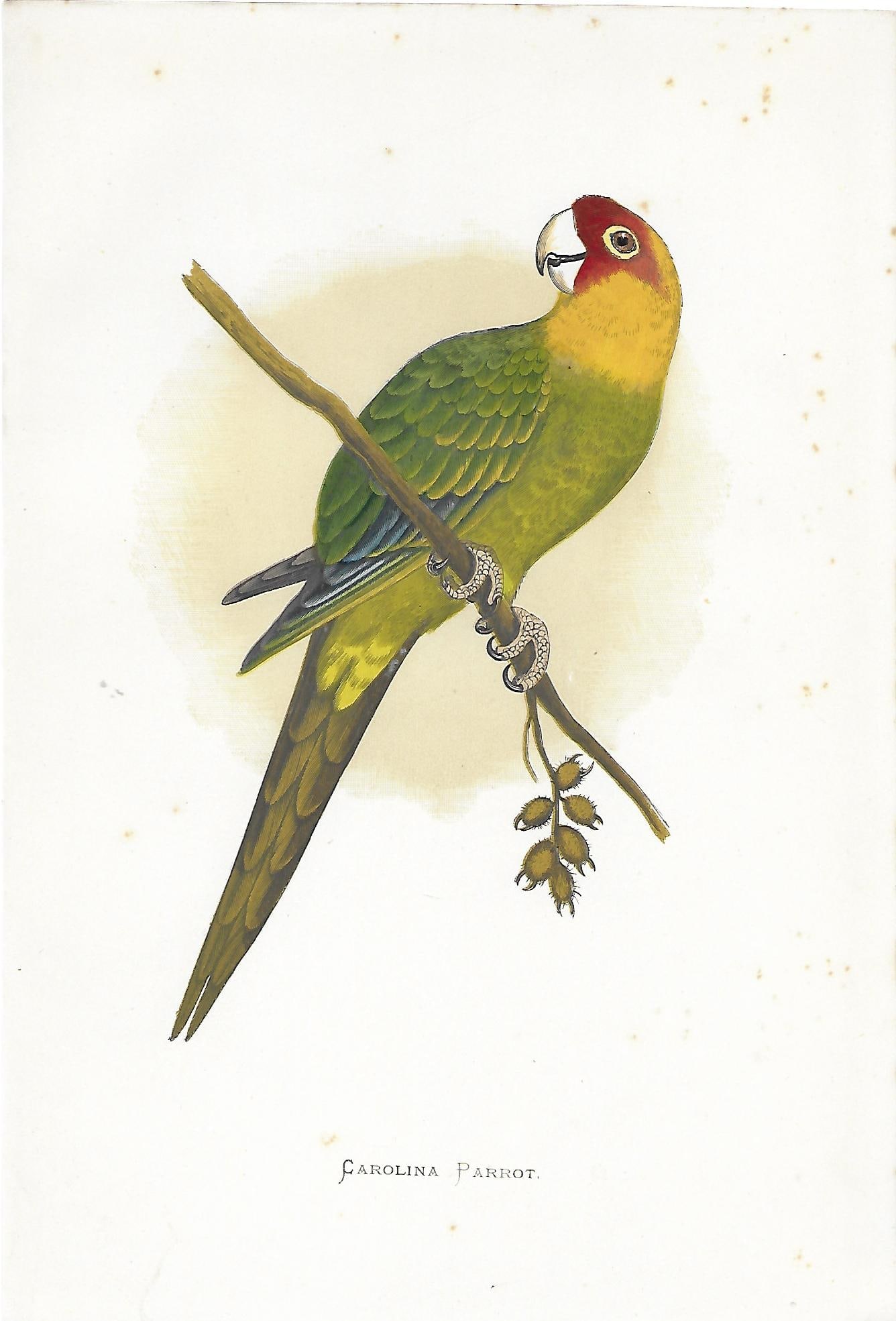 Carolina Parrot EXTINCT - antique bird print (1 of 1)