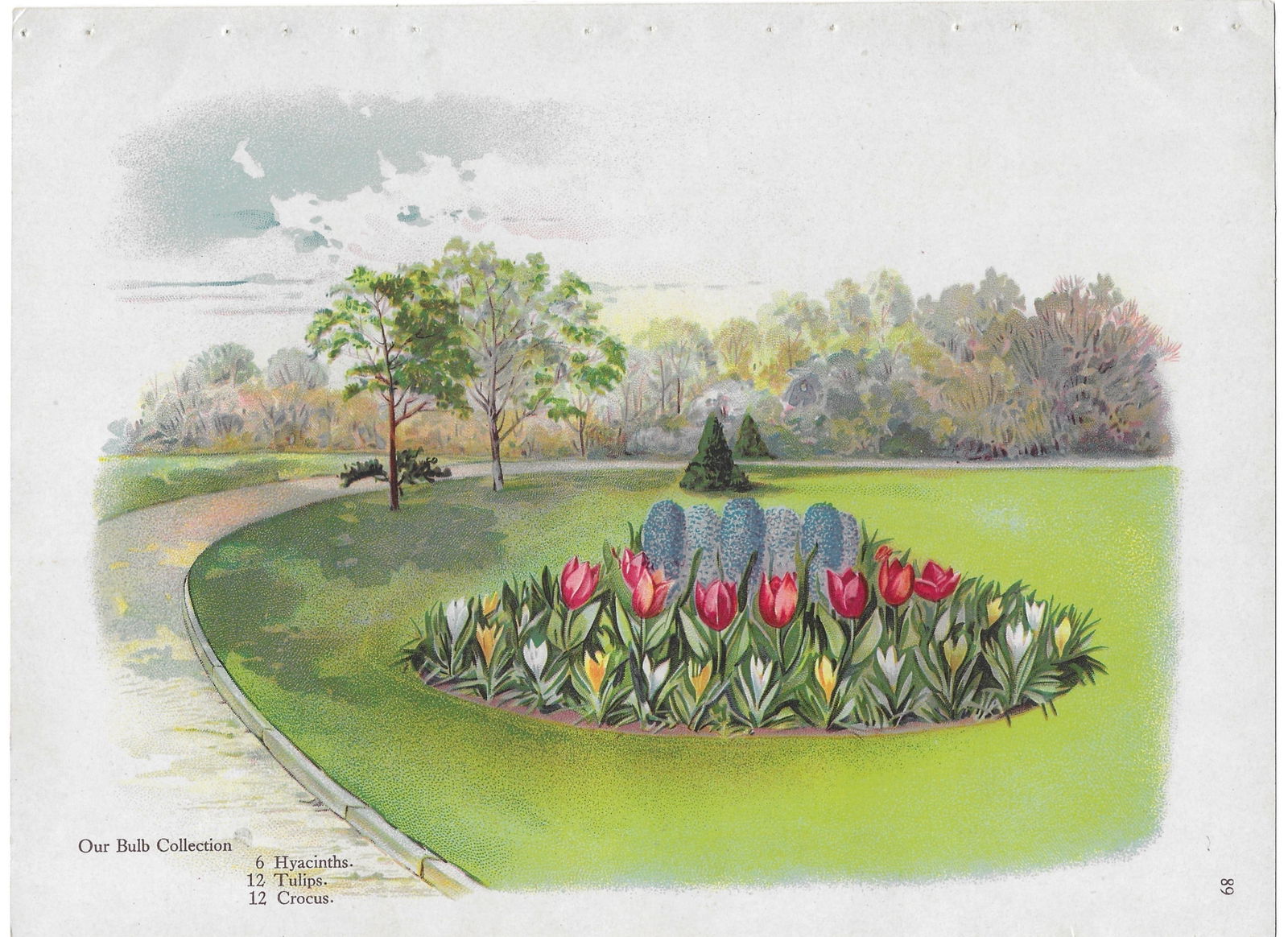 Bulb Collection - Hyacinth, Tulip, Crocus - antique landscaping print (1 of 1)