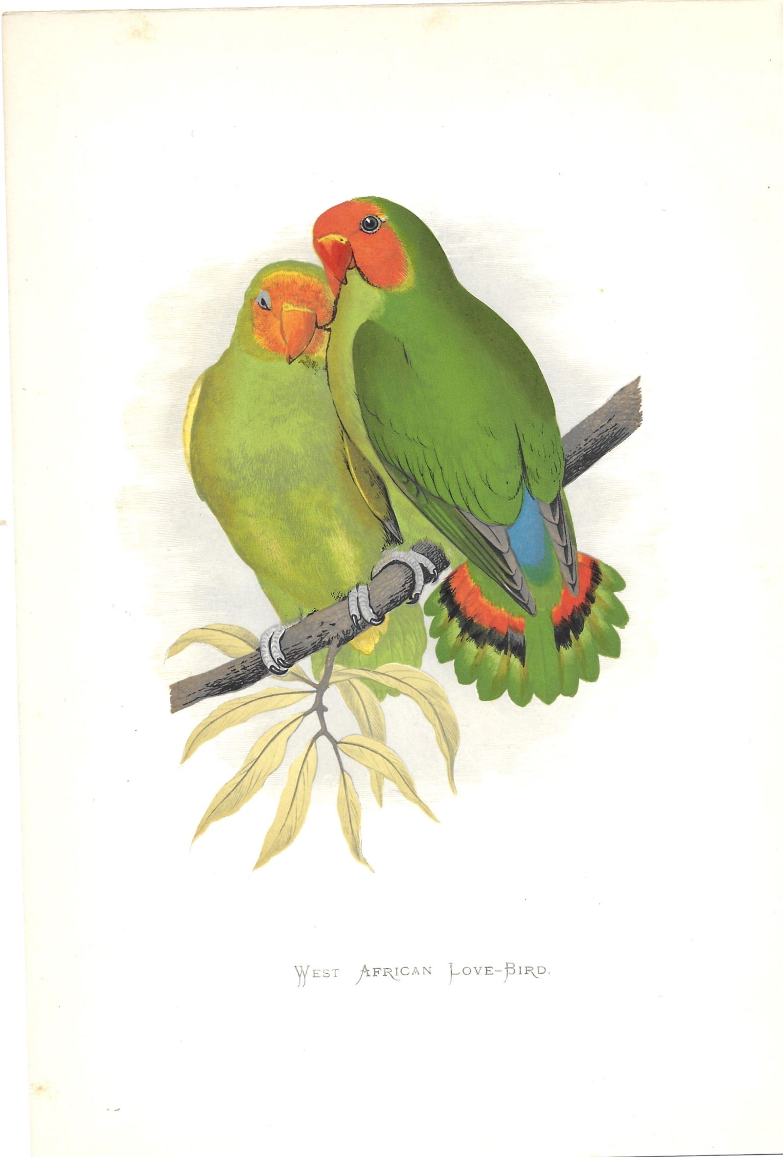 West African Loved Bird - antique print (1 of 1)