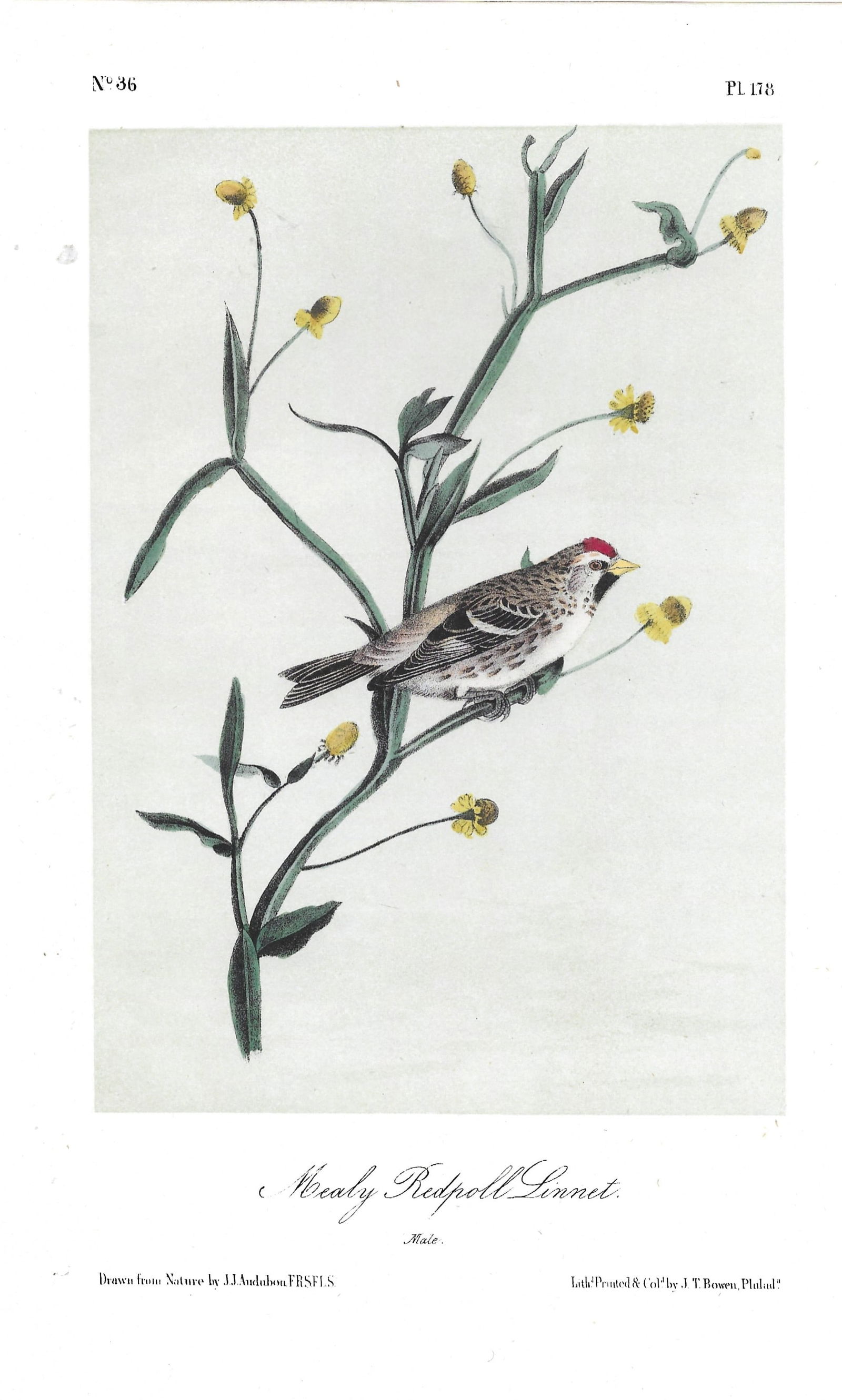Mealy Redpoll Linnet - original Audubon print (1 of 1)