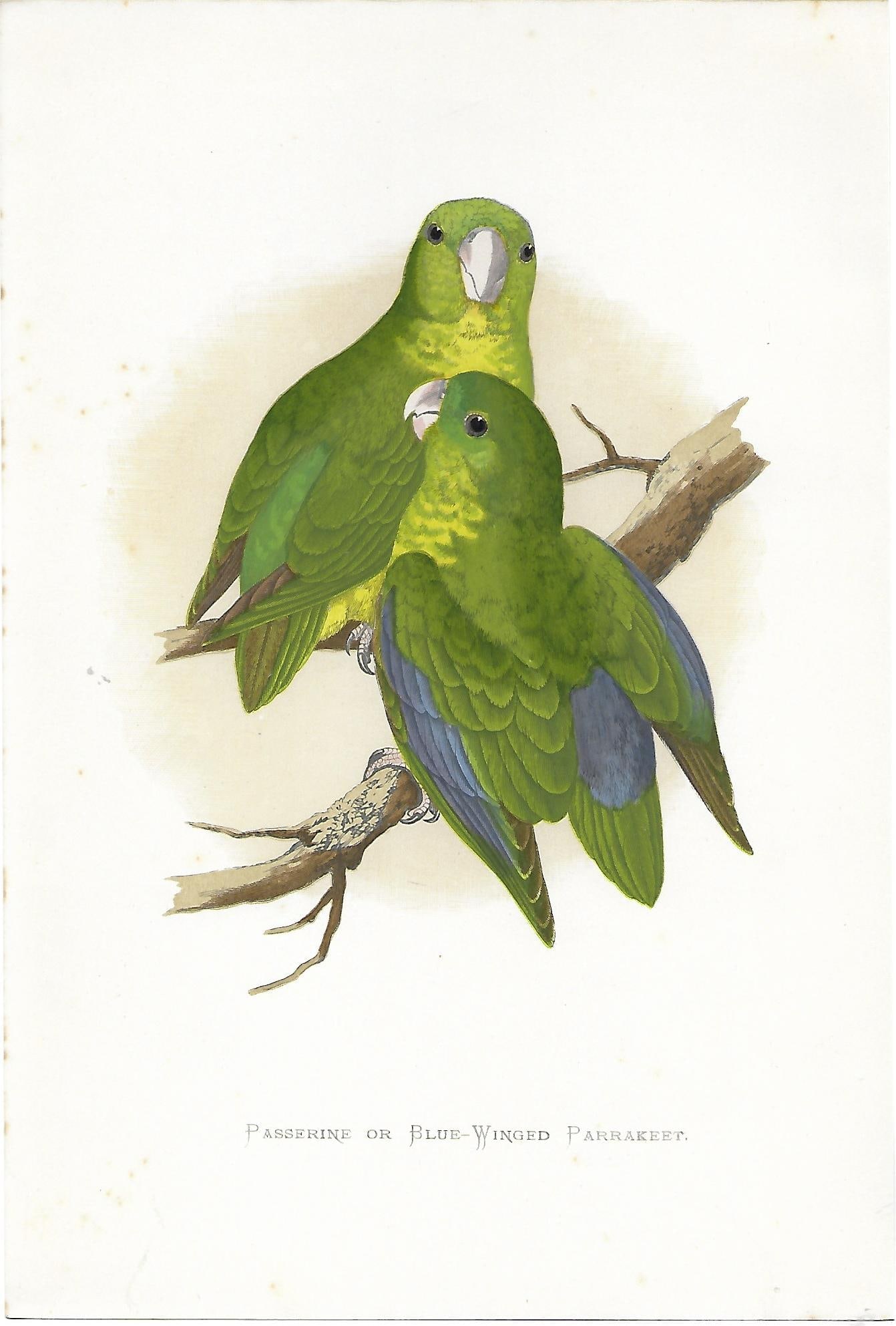 Passerine or Blue-winged Parakeet (1 of 1)