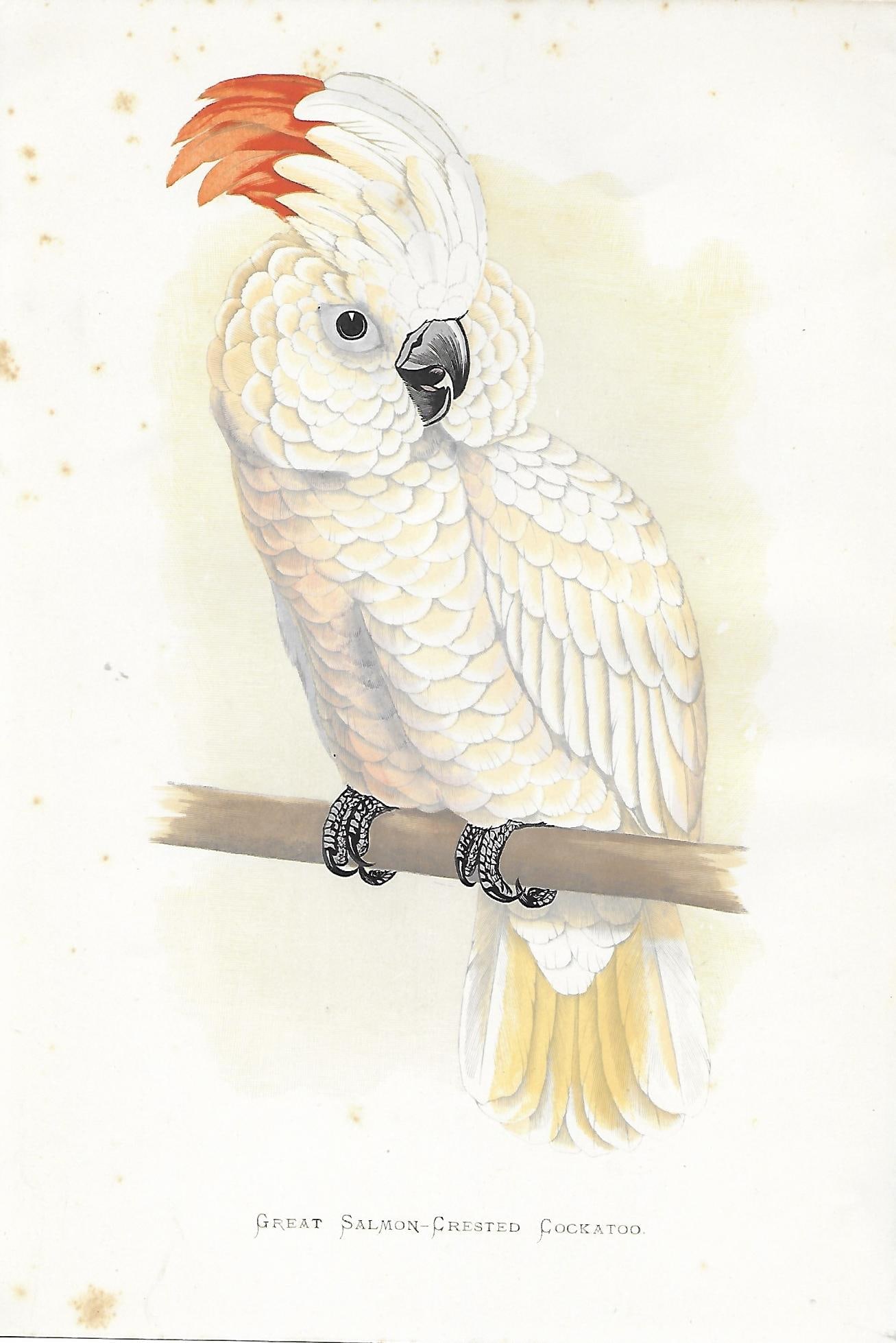 Great Salmon-Crested Cockatoo - antique bird print (1 of 1)