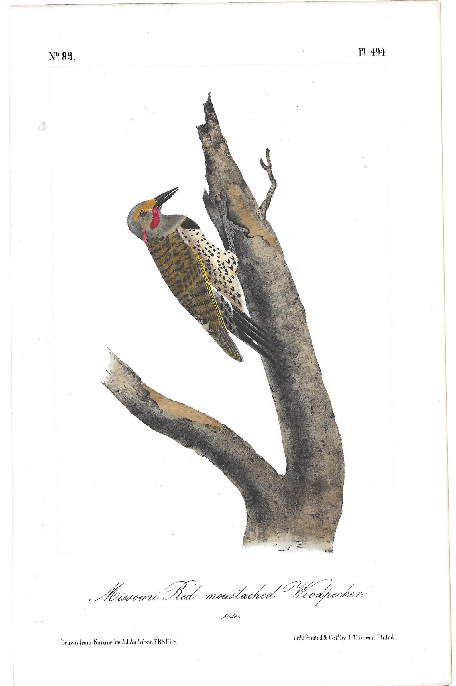 Missouri Red-mustached Woodpecker - original Audubon print (1 of 1)