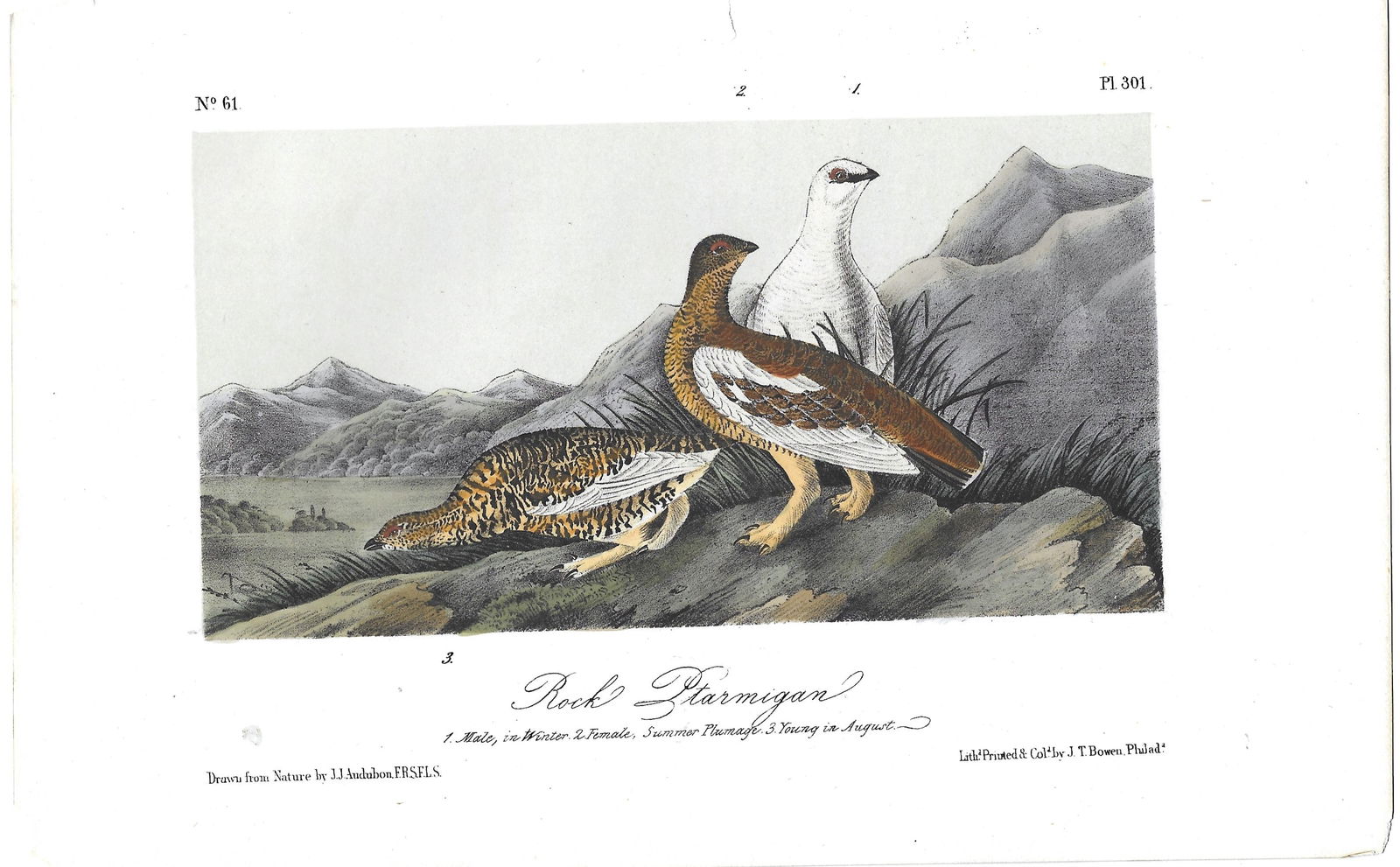 Rock Ptarmigan - original Audubon print (1 of 1)