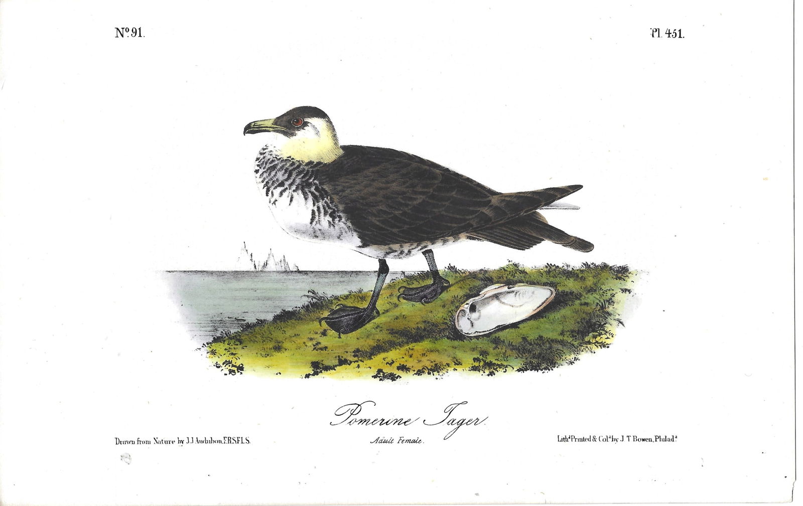 Pomerine Jager - original Audubon print (1 of 1)