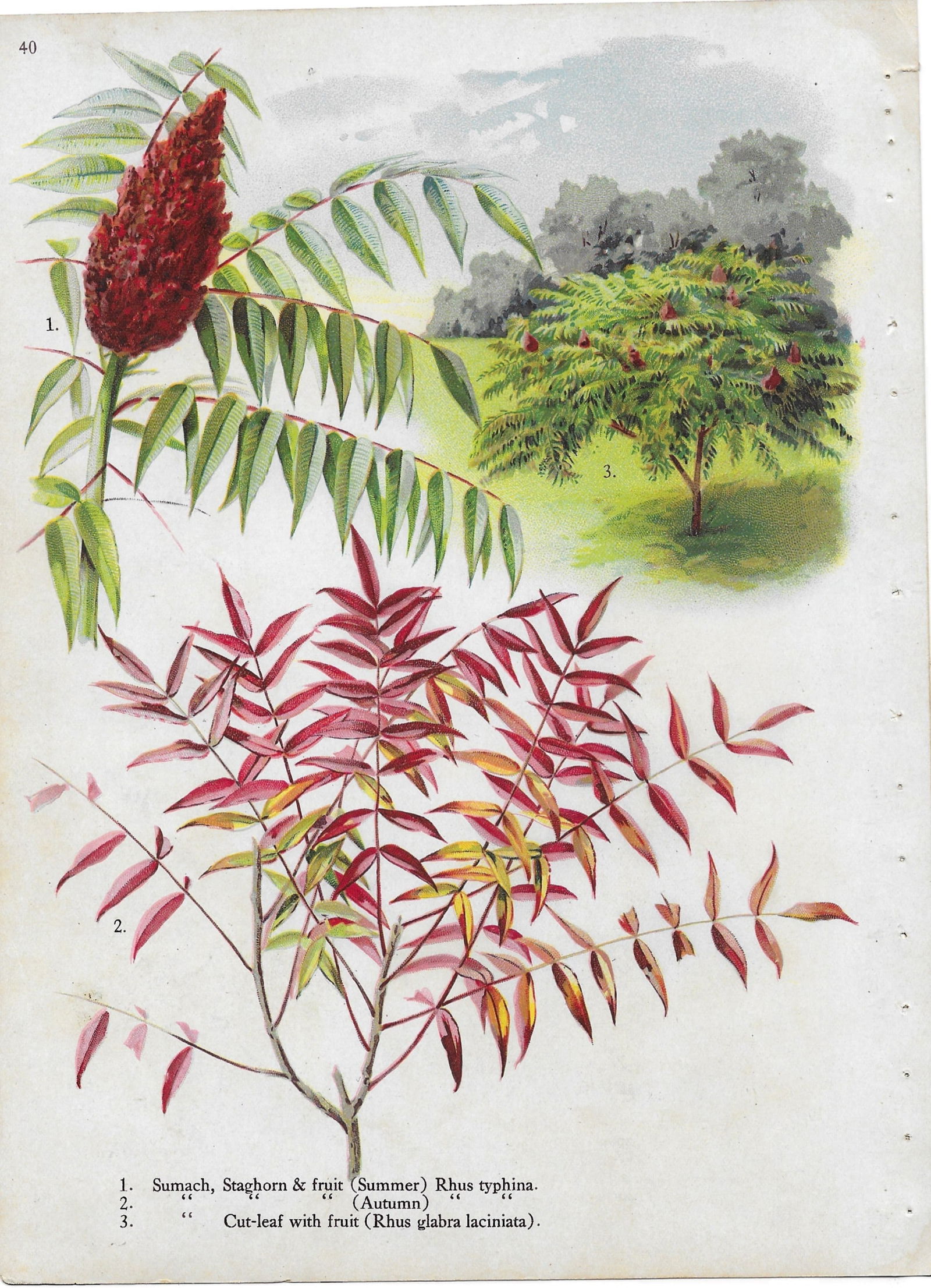 Sumach - varieties - antique landscaping print (1 of 1)
