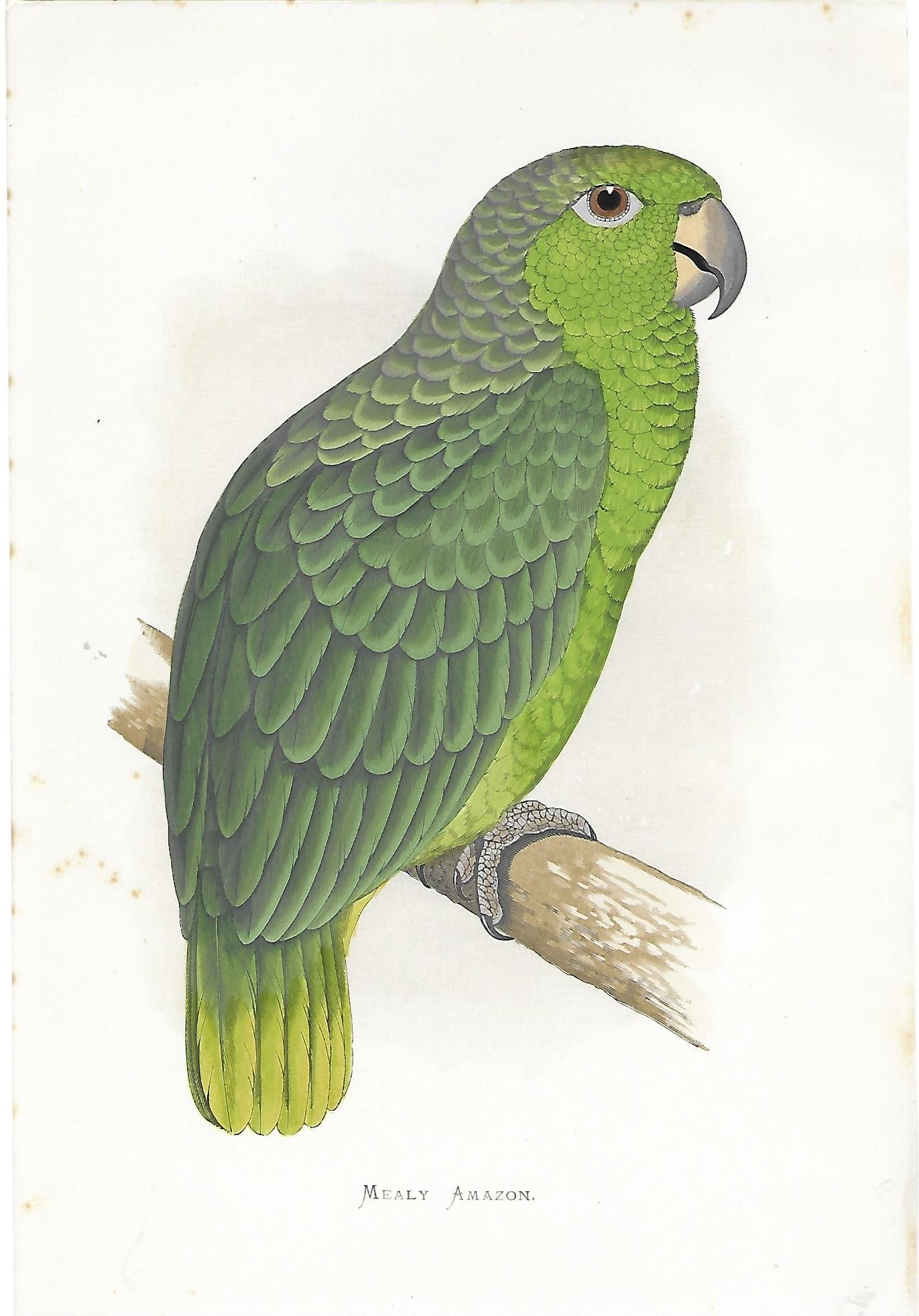 Mealy Amazon - antique bird print (1 of 1)