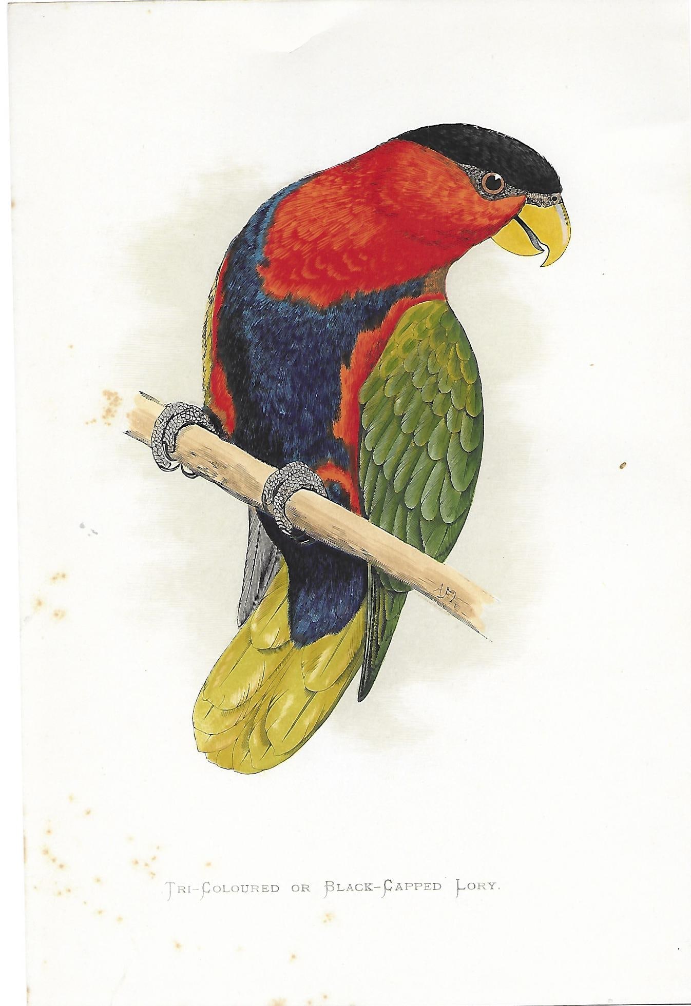 Coloured or Black-capped Lory - antique bird print (1 of 1)