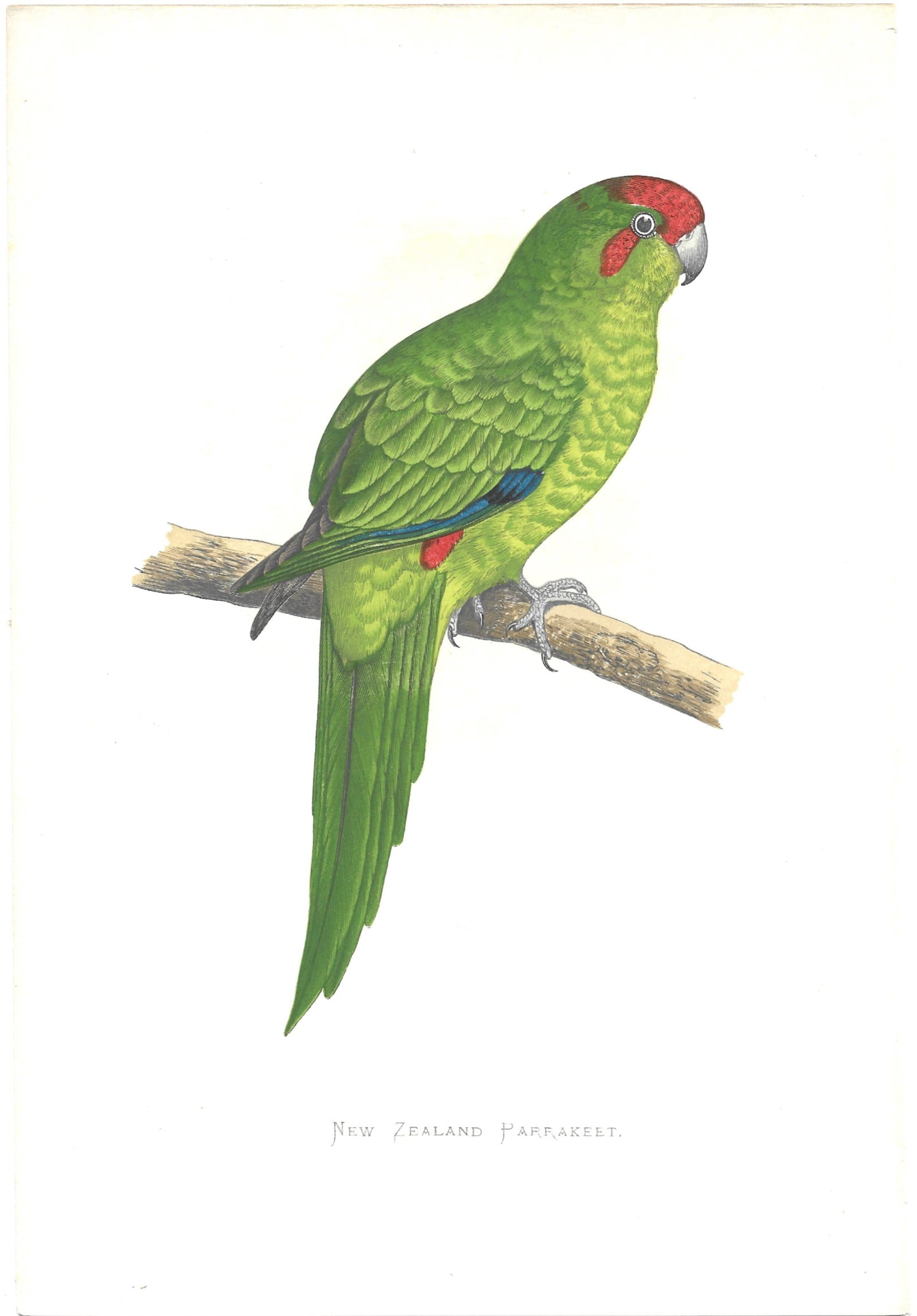 New Zealand Parakeet - antique bird print (1 of 1)