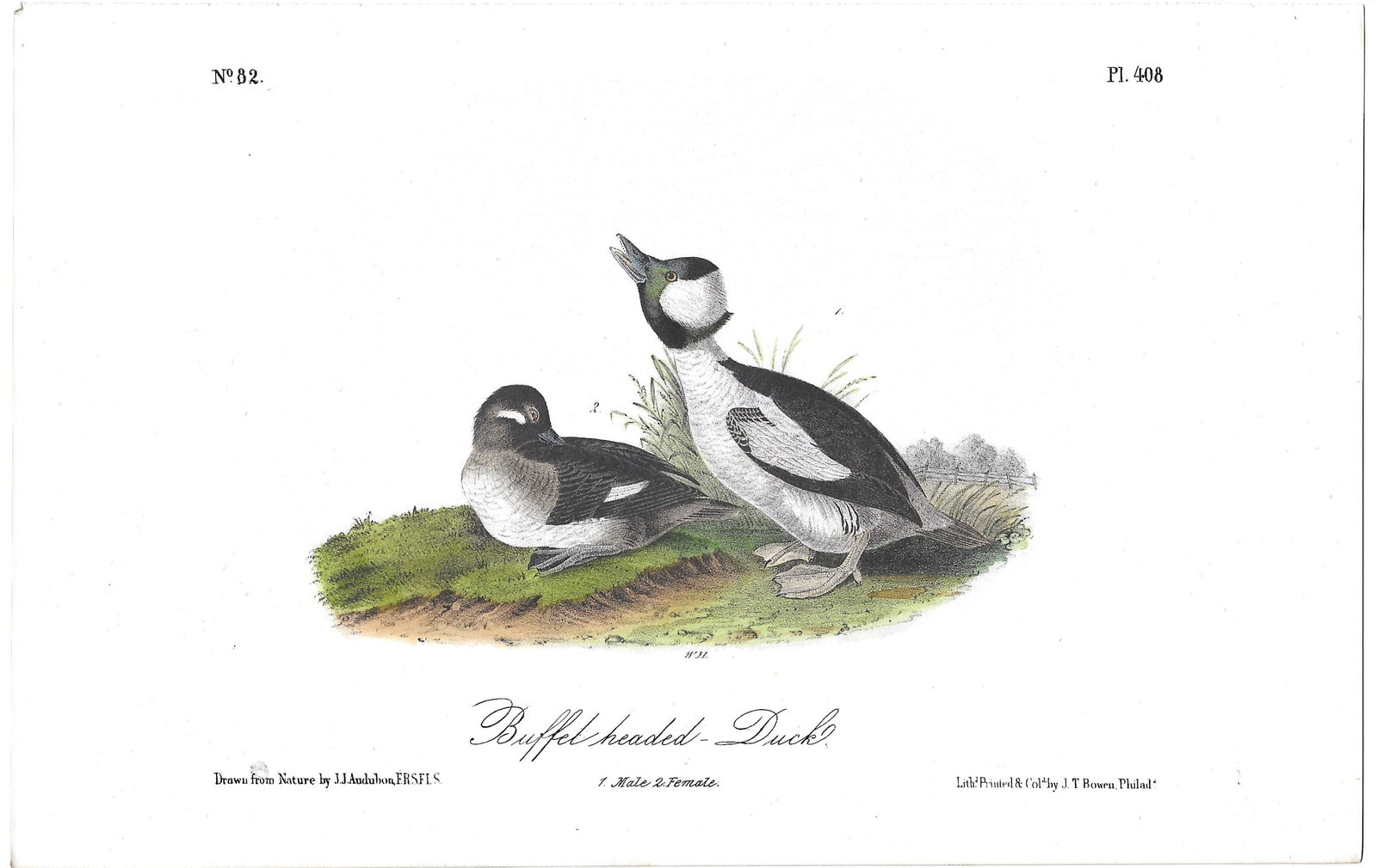 Buffet-headed Duck - original Audubon print (1 of 1)