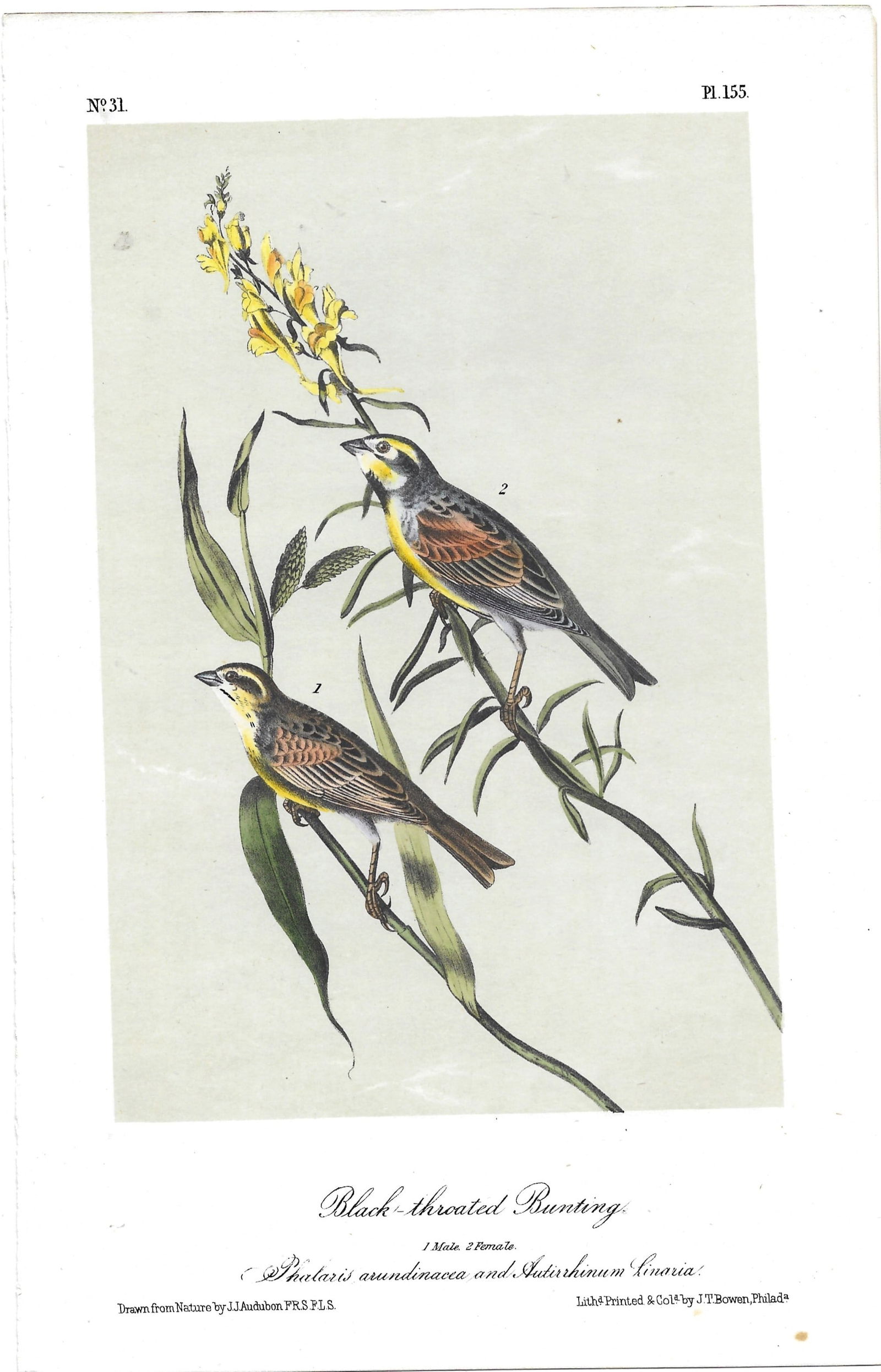 Black-throated Bunting - original Audubon print (1 of 1)