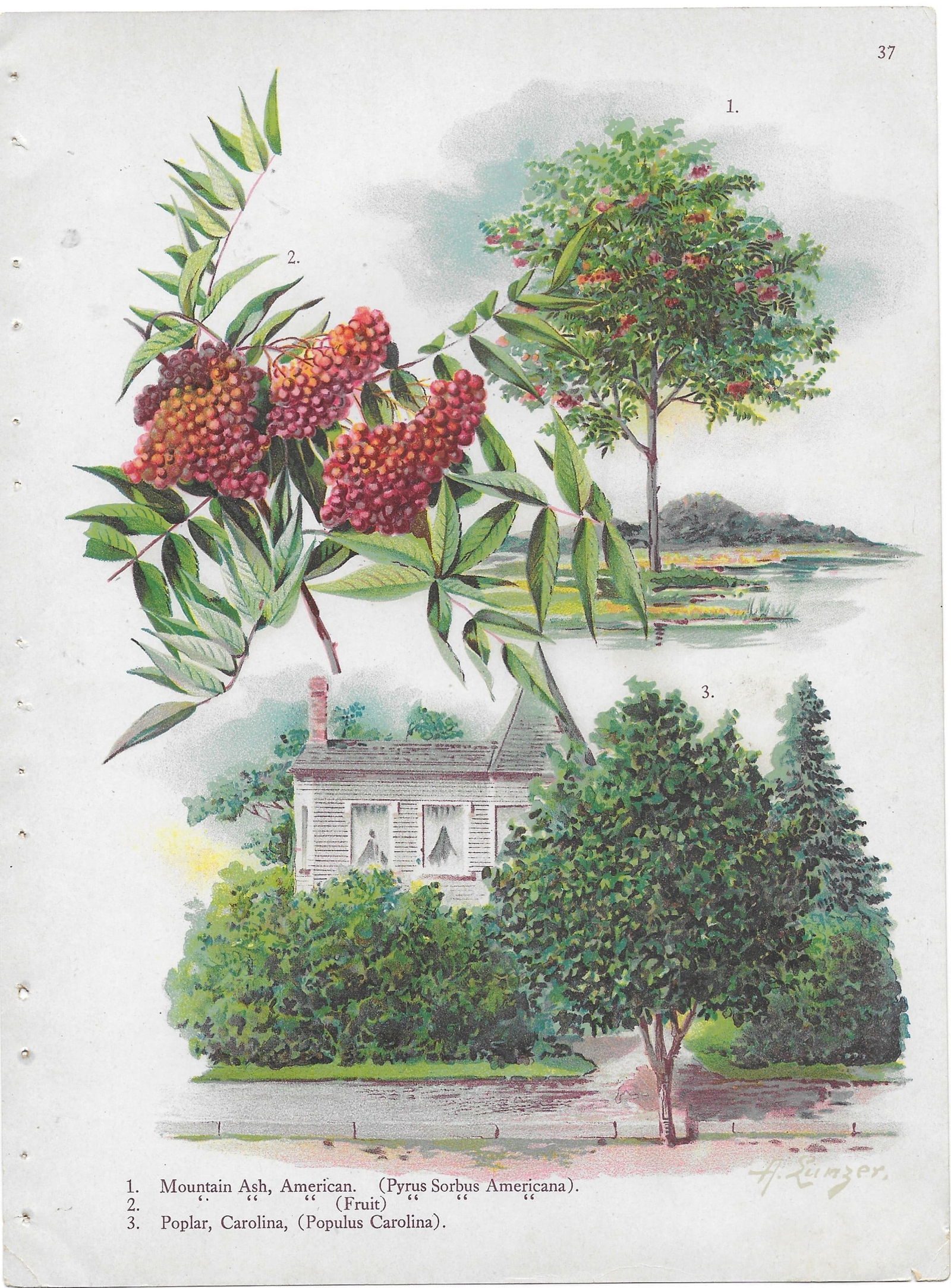 Mountain Ash, Carolina Poplar - antique landscaping print (1 of 1)